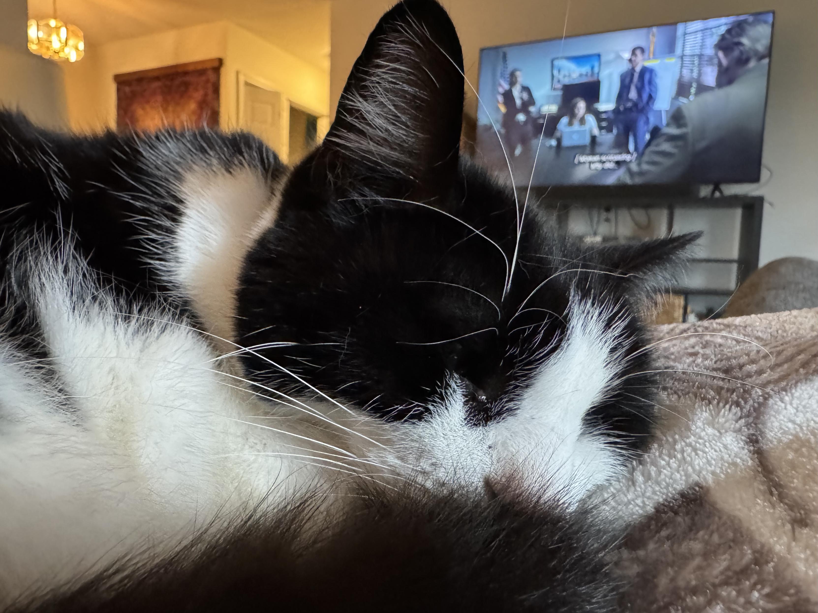 A close up of a sleeping cat, she’s blank and white.