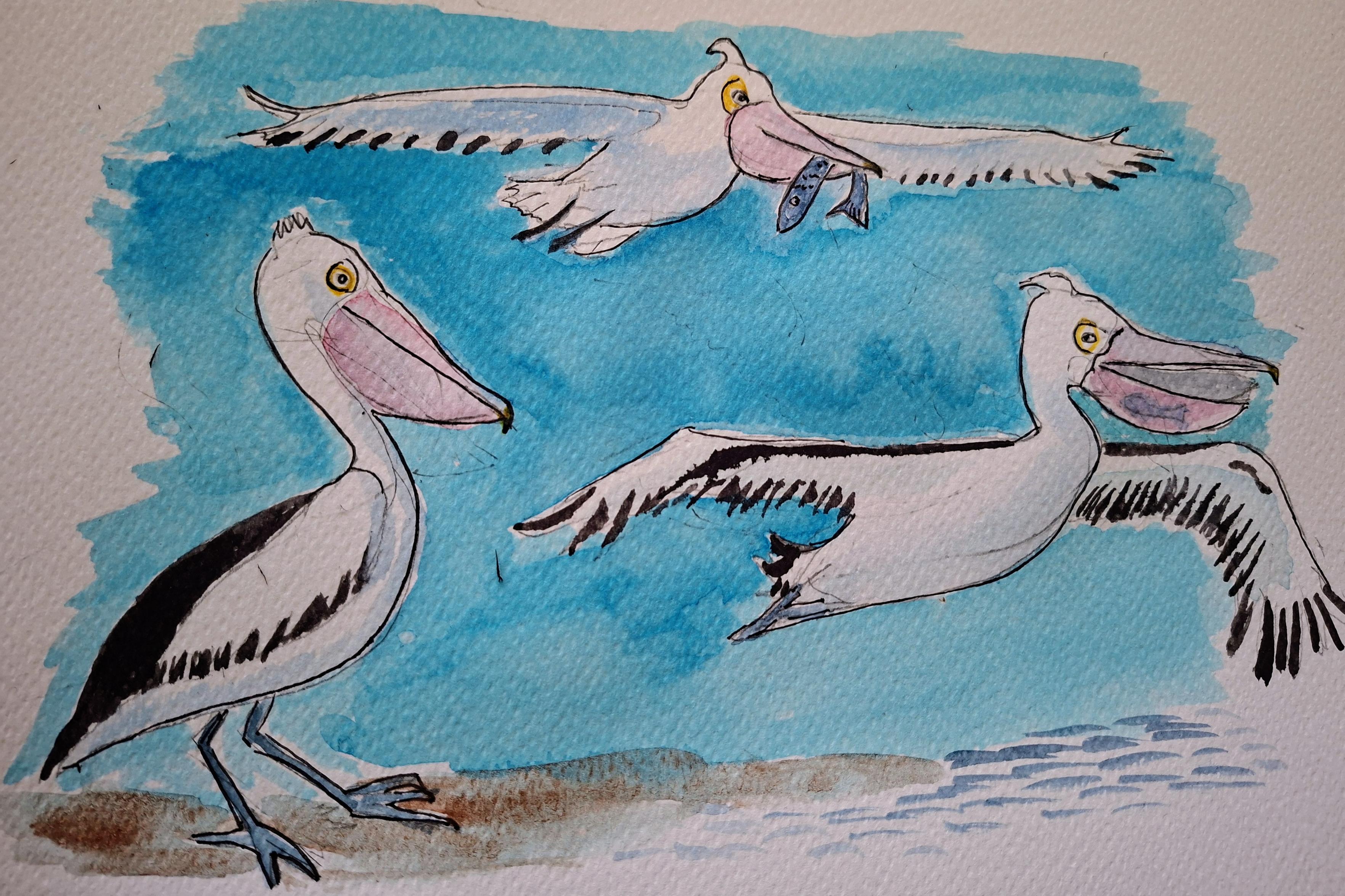 Pelicans flying and standing