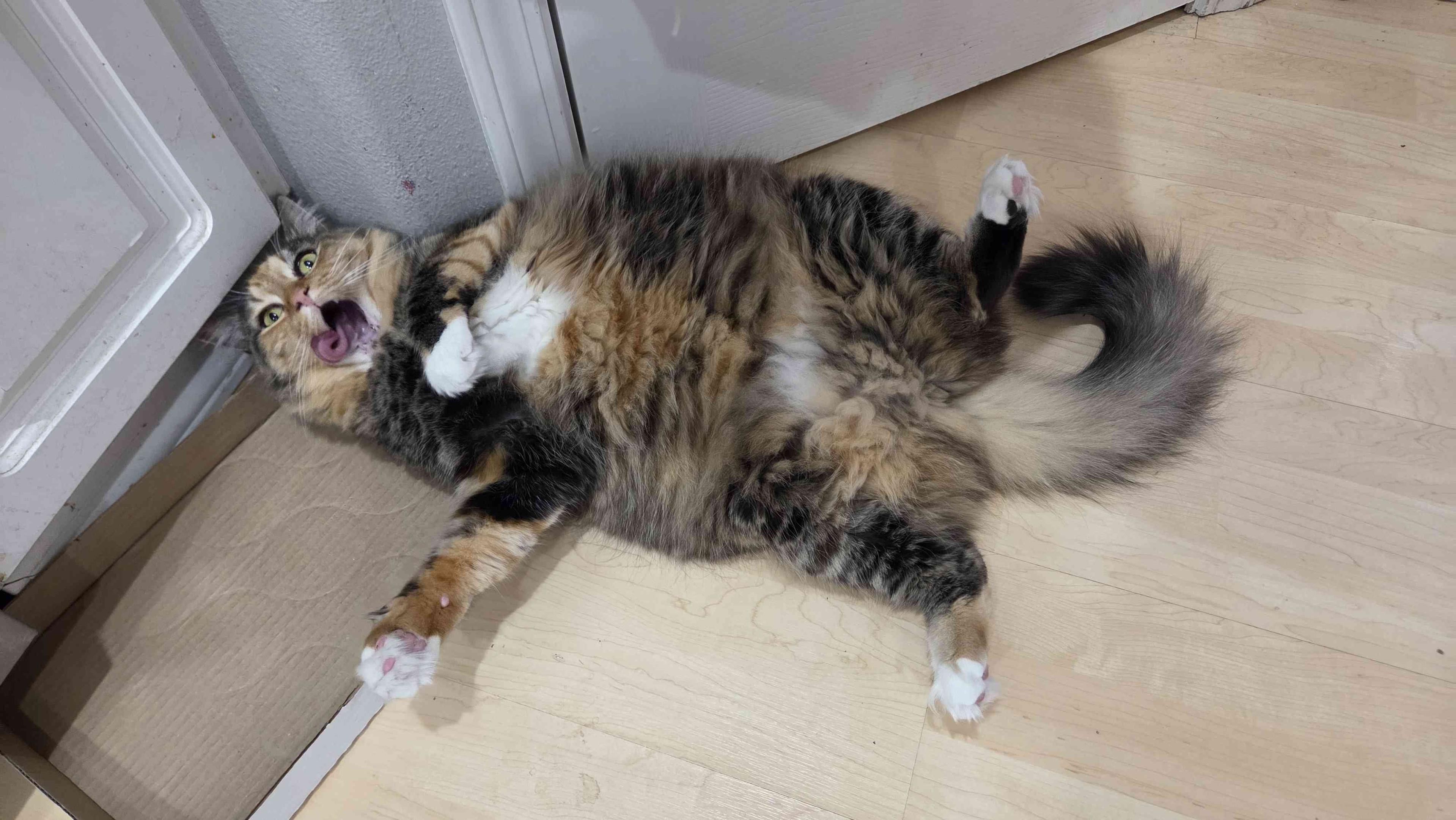 A fluffy housecat lays spread-eagle on a kitchen floor, head in a shallow box, tongue lolling, head empty.
