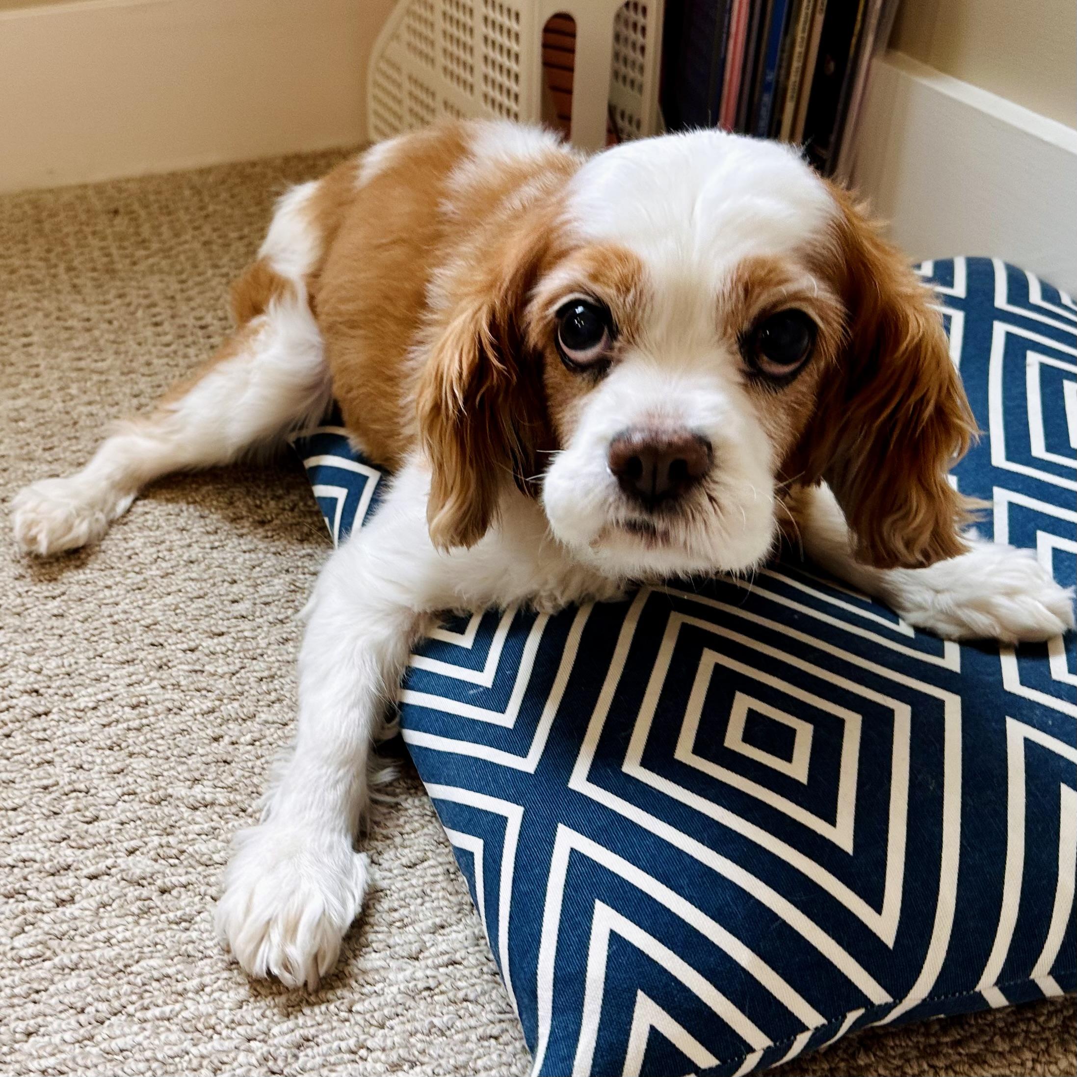 Cookie looking at me very intensely while splooting