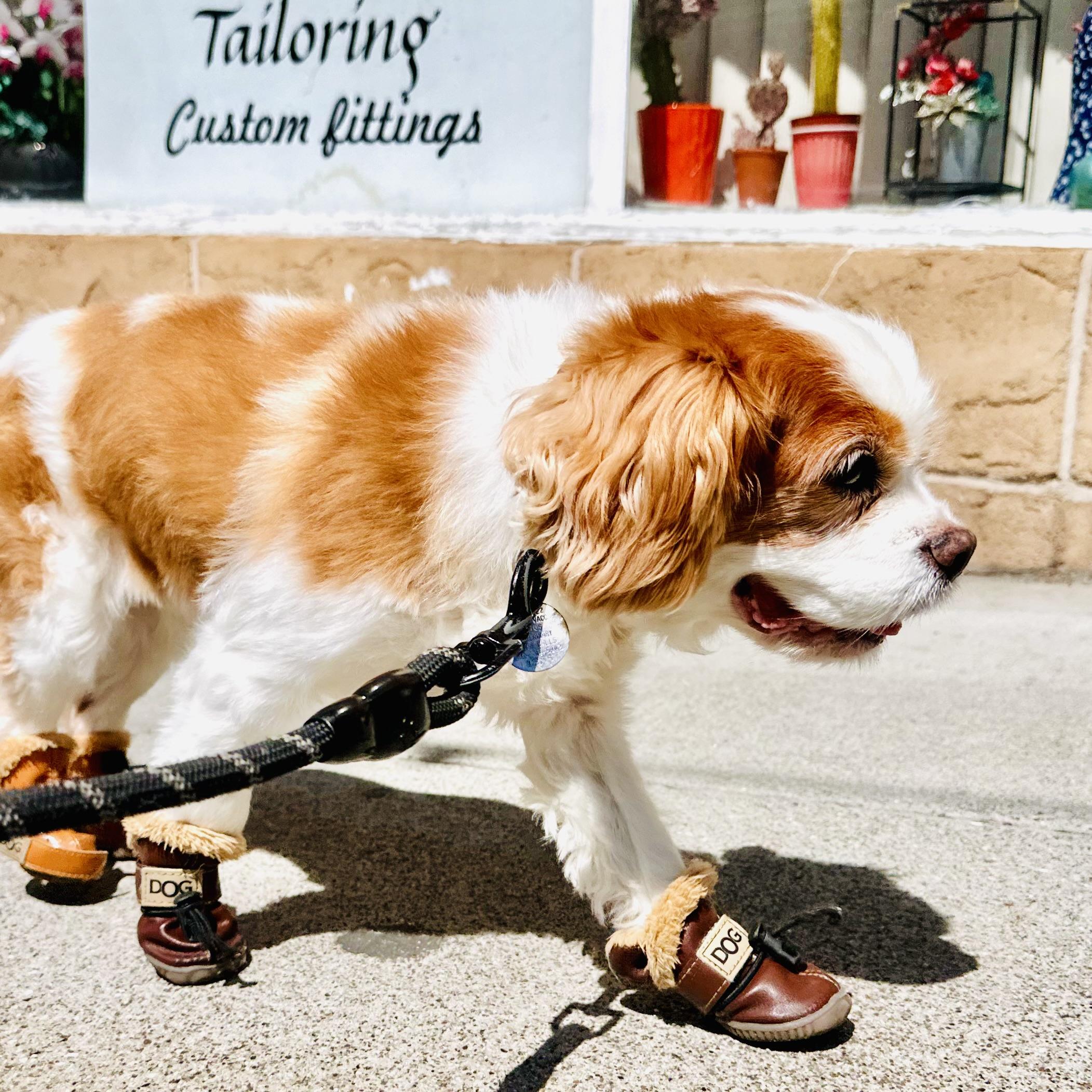 Cookie with a big smile as sheโs walking