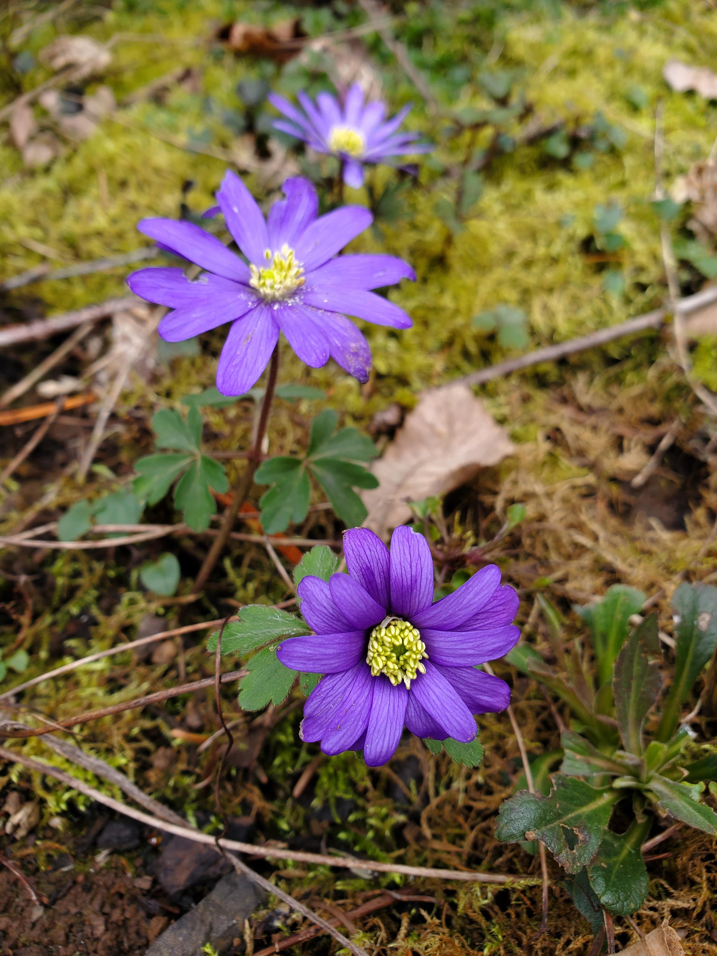 Three short, daisy-like, purple flowers with pale centers against a mossy ground. The focus is on the front flower