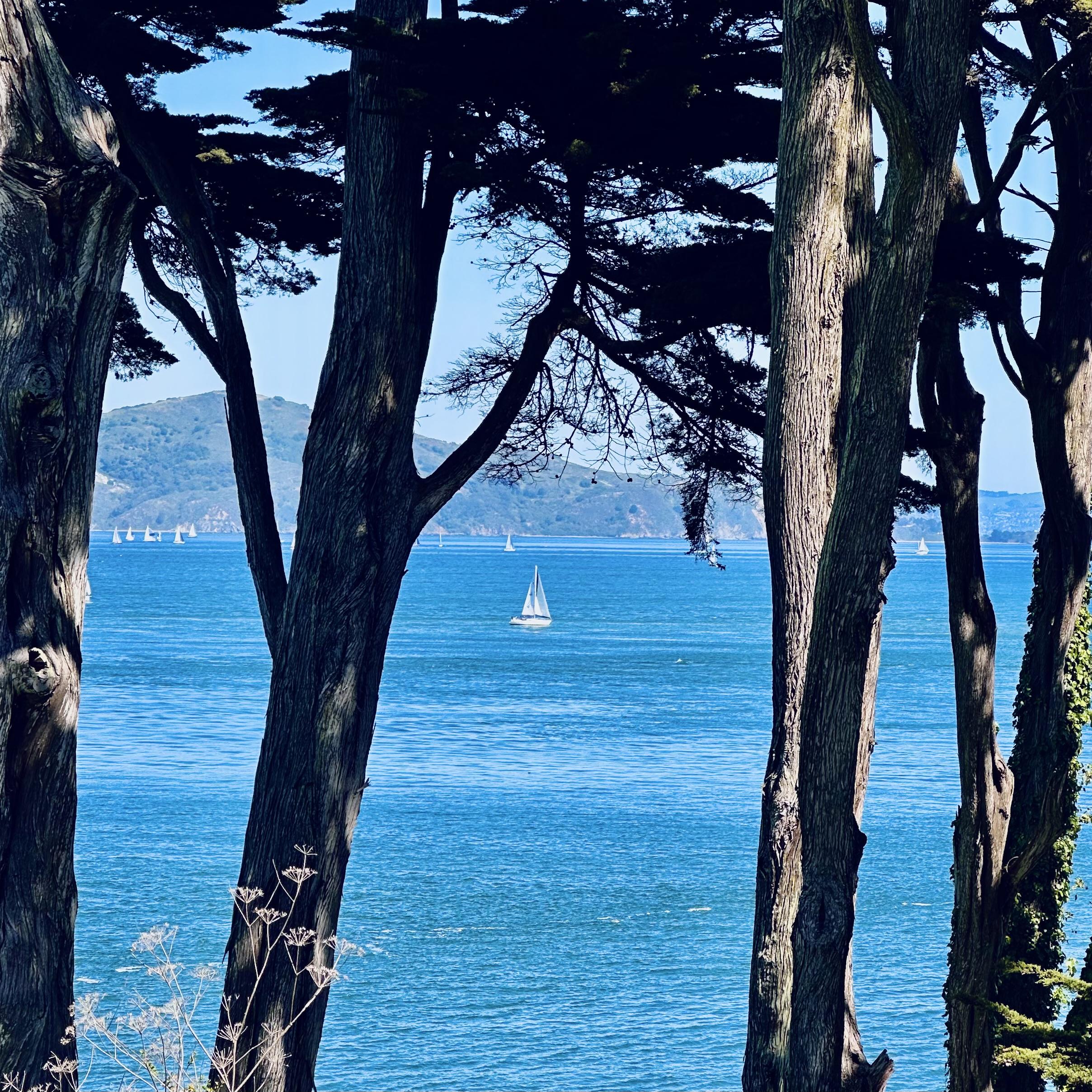 A photo of a boat in the San Francisco Bay from behind some trees in the presidio