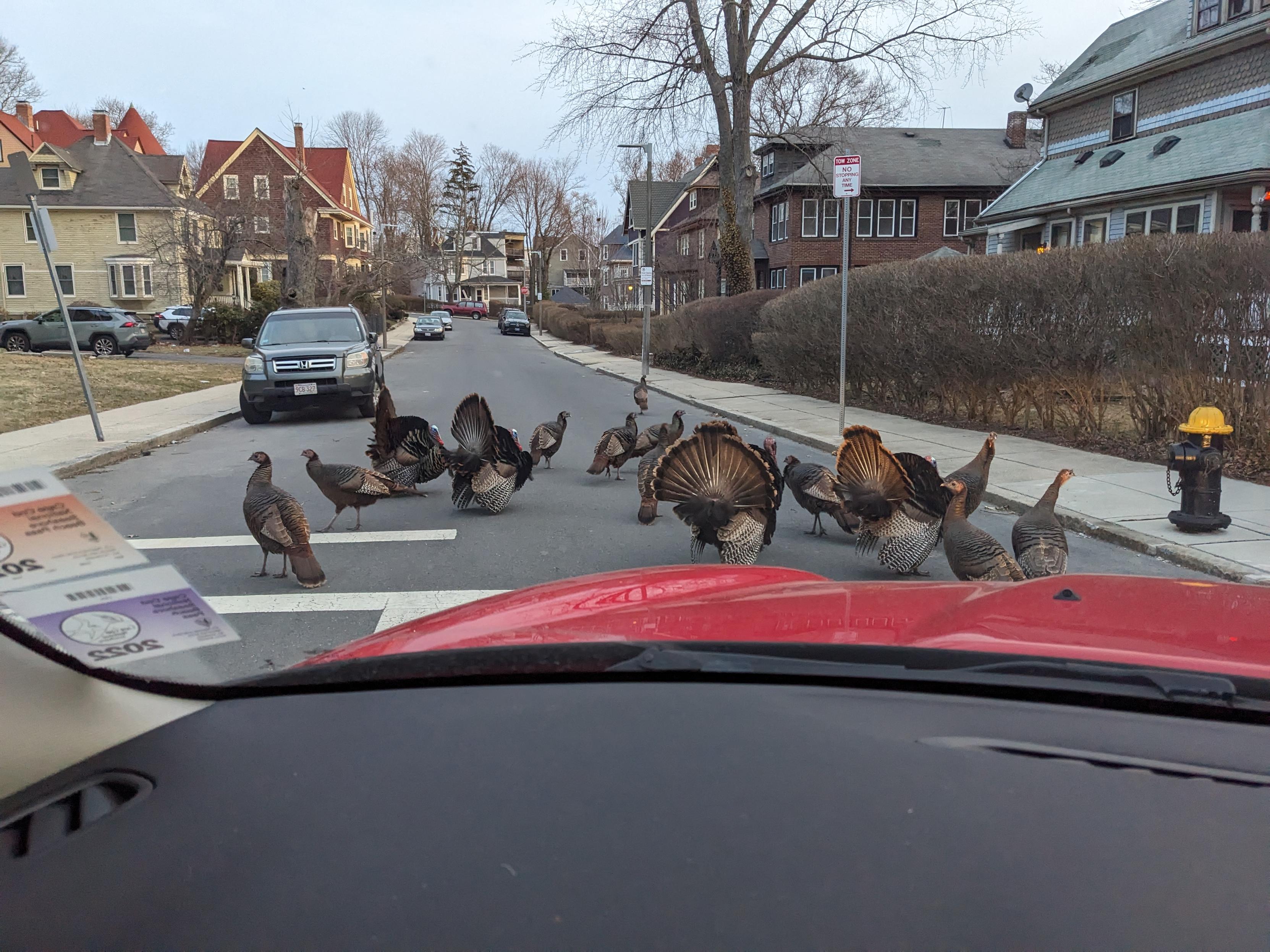 A flock of wild turkeys blocking a quiet residential street in Boston.