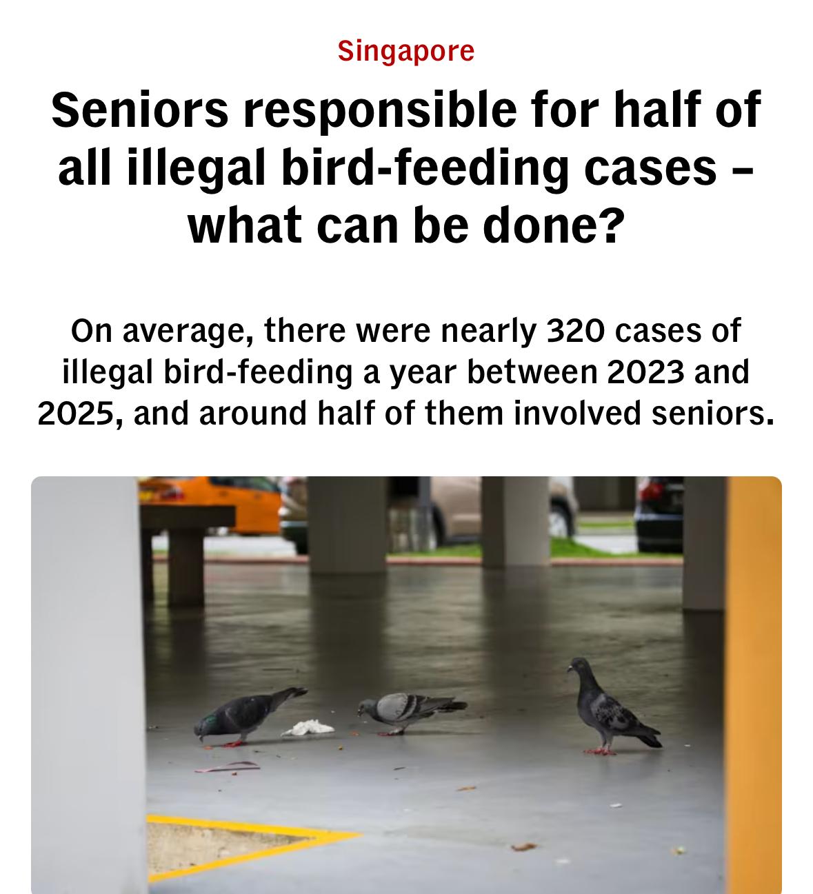 Screenshot of Singapore news story saying that seniors are responsible for illegally feeding birds