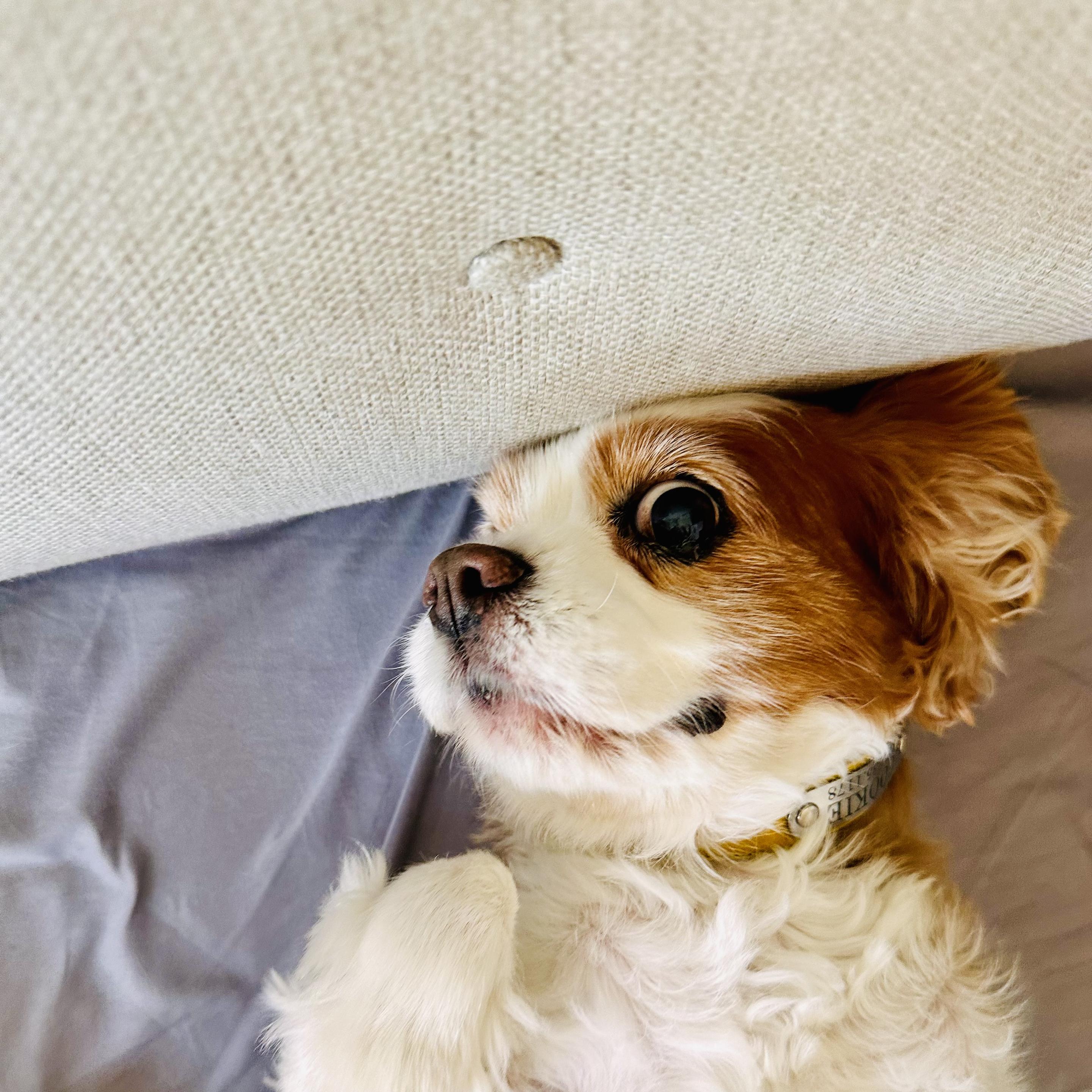 A photo of cookie lying on a couch
