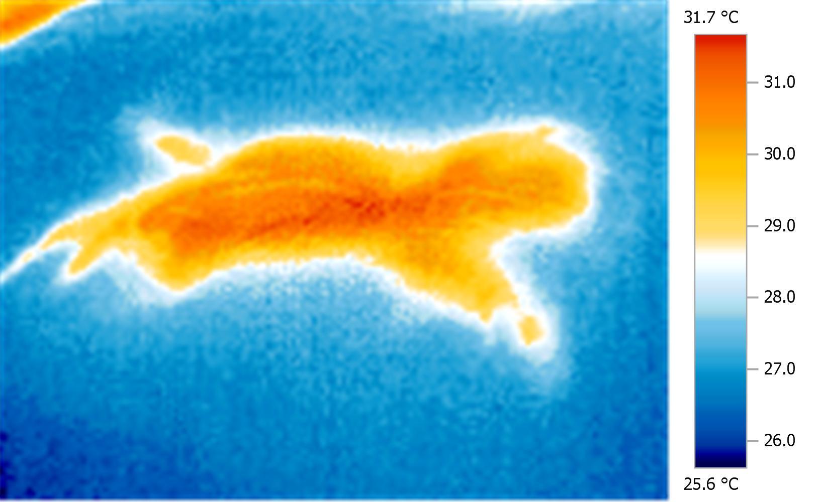 A thermal image shaped like a cat, with reds and yellows in a cat shape against a blue background