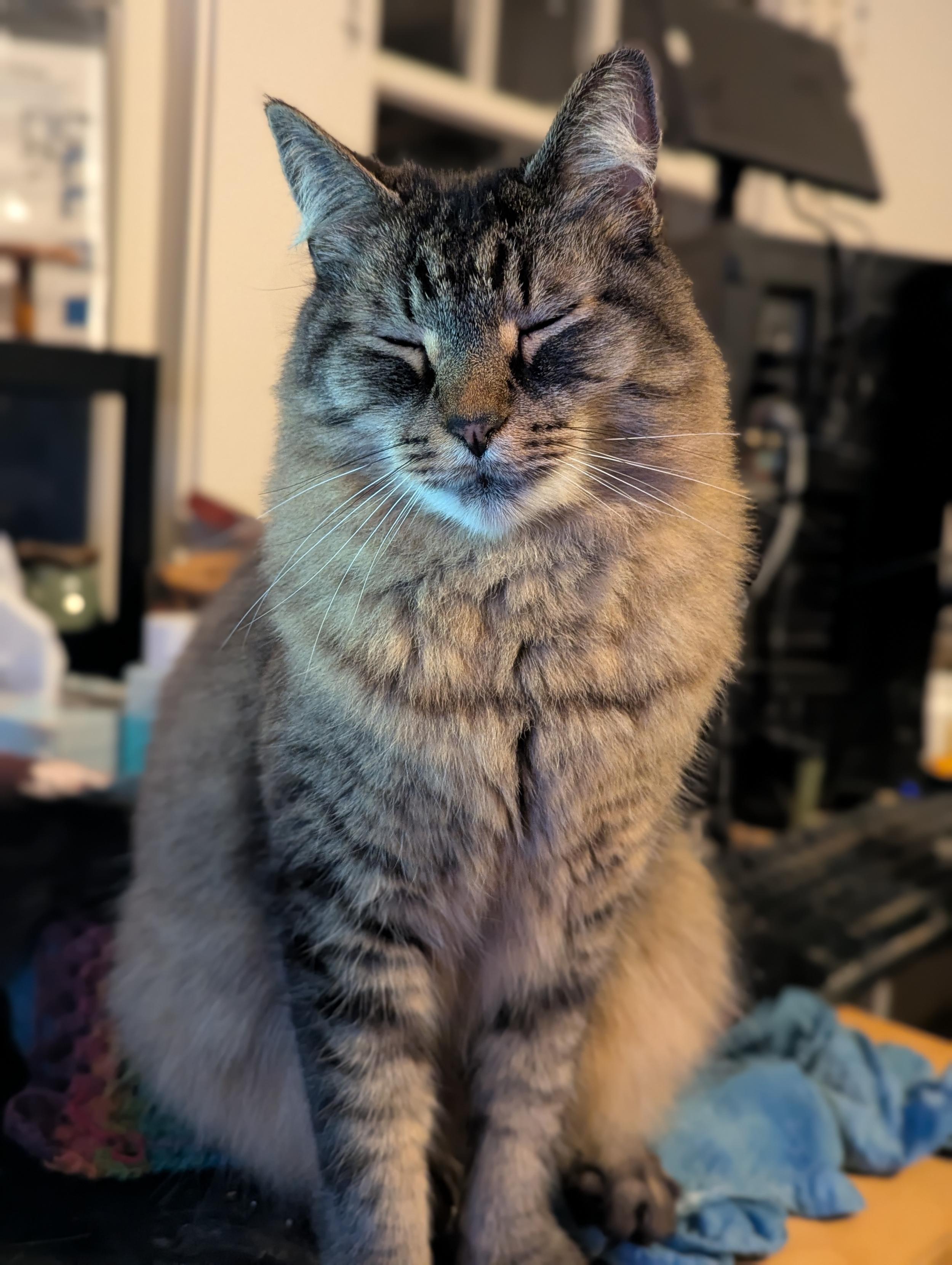 a large brown-grey tabby cat with a majestic ruff of thick neck fur, sitting on a desk. her head is cocked slightly to the side, and she is blinking slowly.