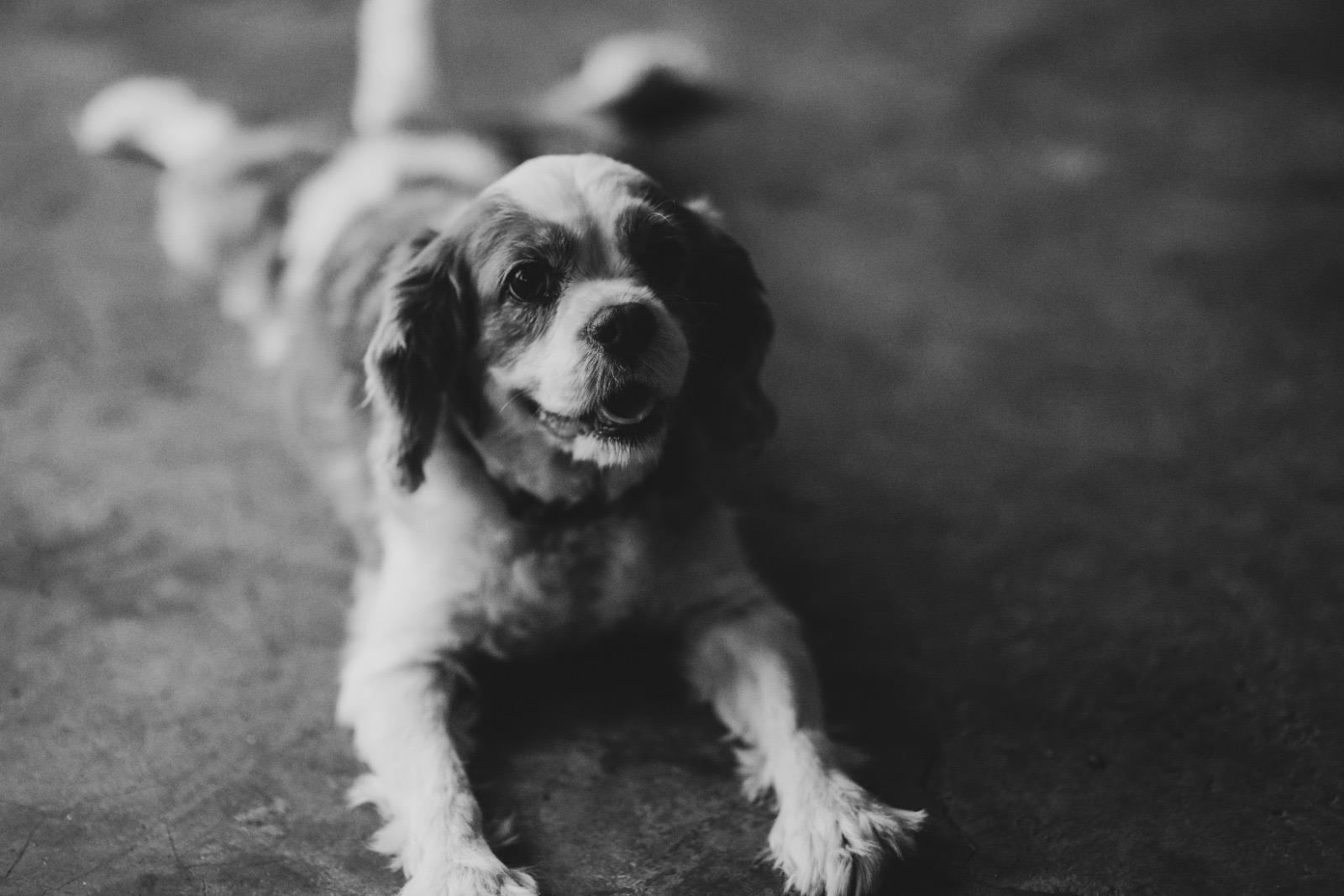 A scan of a black and white film photo of cookie the dog smiling at us