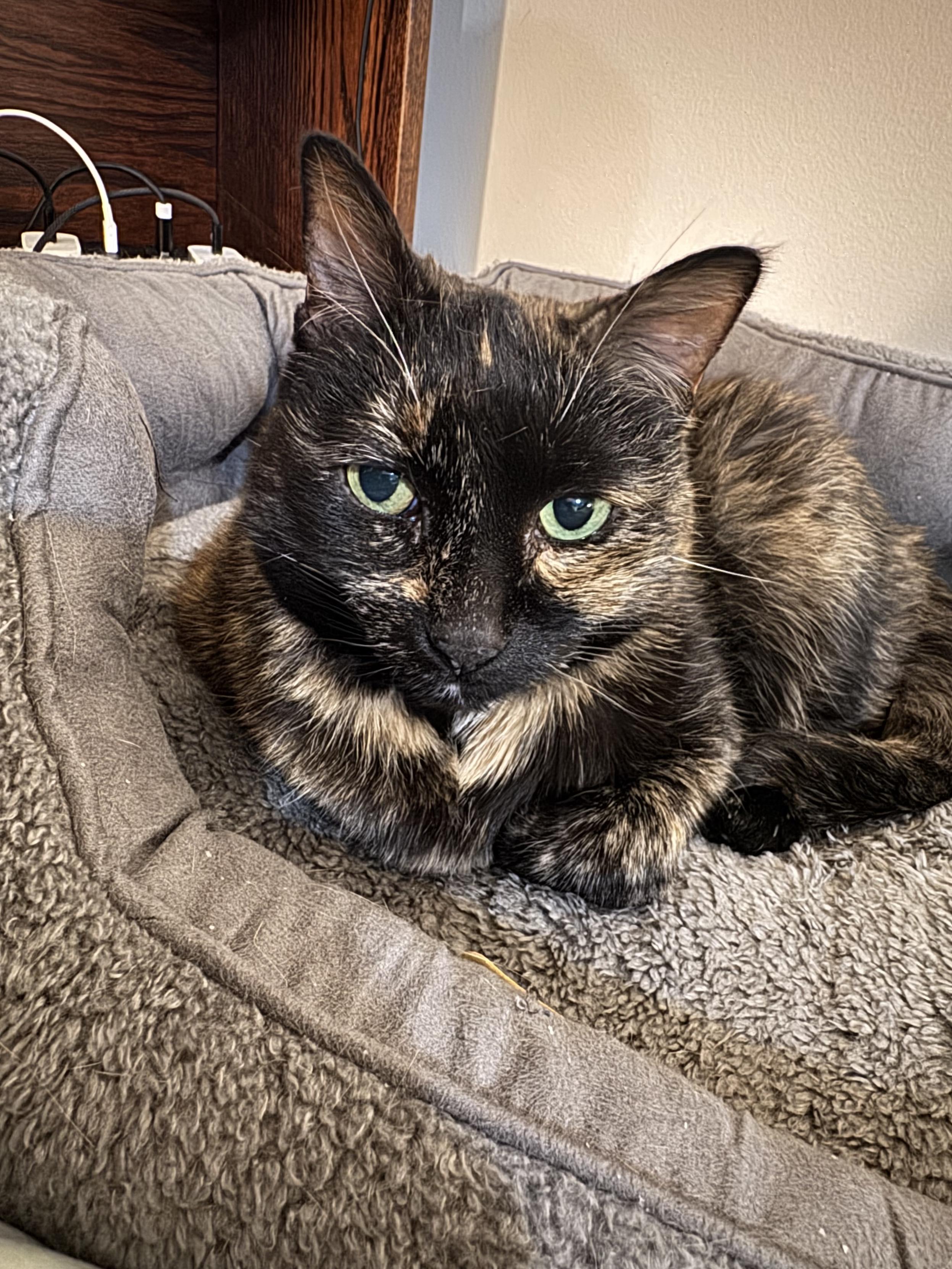 Willow, a Tortie cat, in a cat bed. 