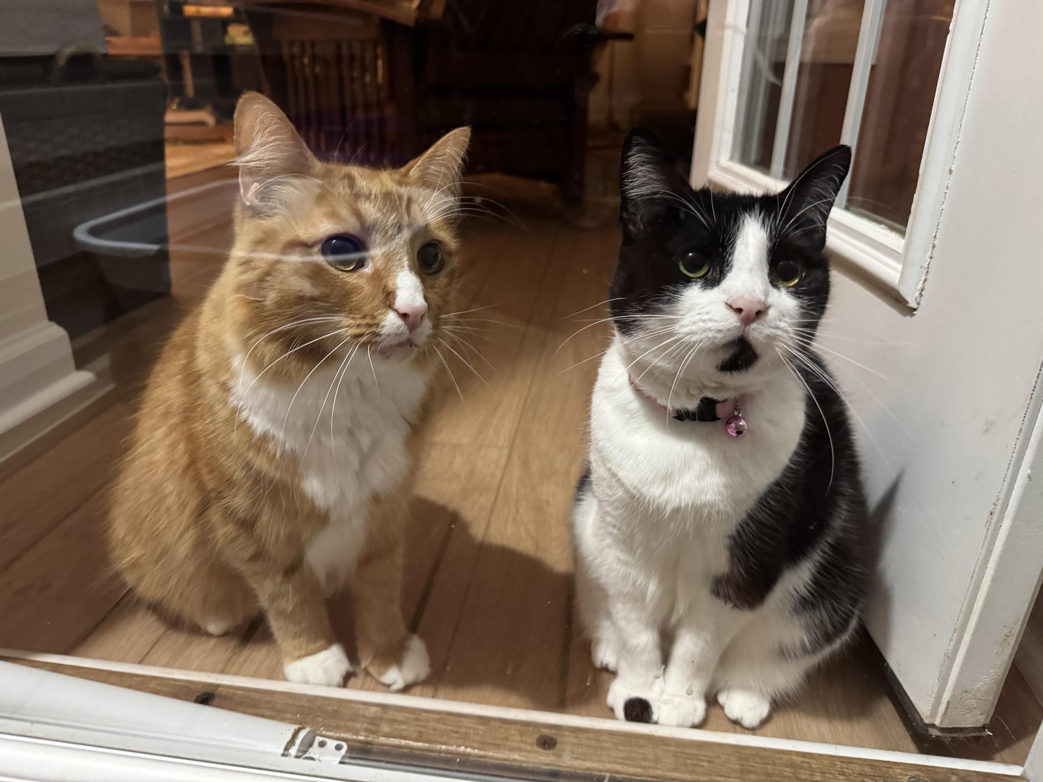 Sir Wobbles (Orange Cat) and Cupcake (Black and White Cat) looking out the door. 