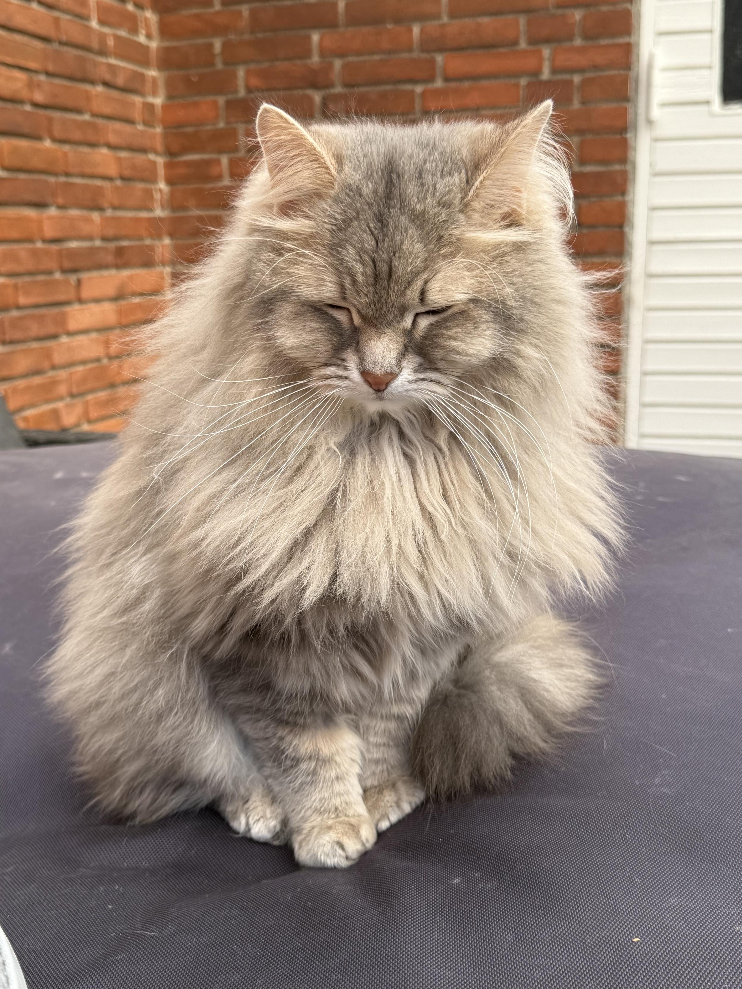 Closeup of a grey Siberian cat (Knold) sitting on a black bean bag with a red brick wall in the background. The staring is over, now he sits with his eyes closed. He is still very fluffy, especially his mane.