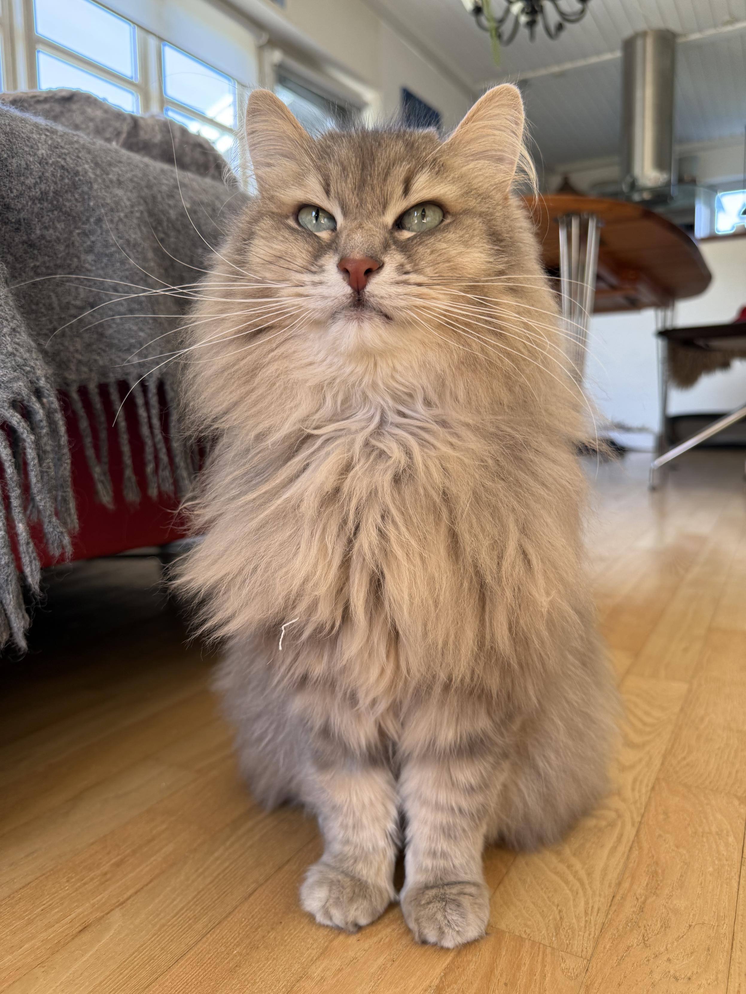 Closeup of a grey Siberian cat (Knold) sitting upright on a living room floor. He is looking expectantly up at the photographer: “Does she have something interesting for me?” He is quite fluffy, and his long white whiskers are very prominent.