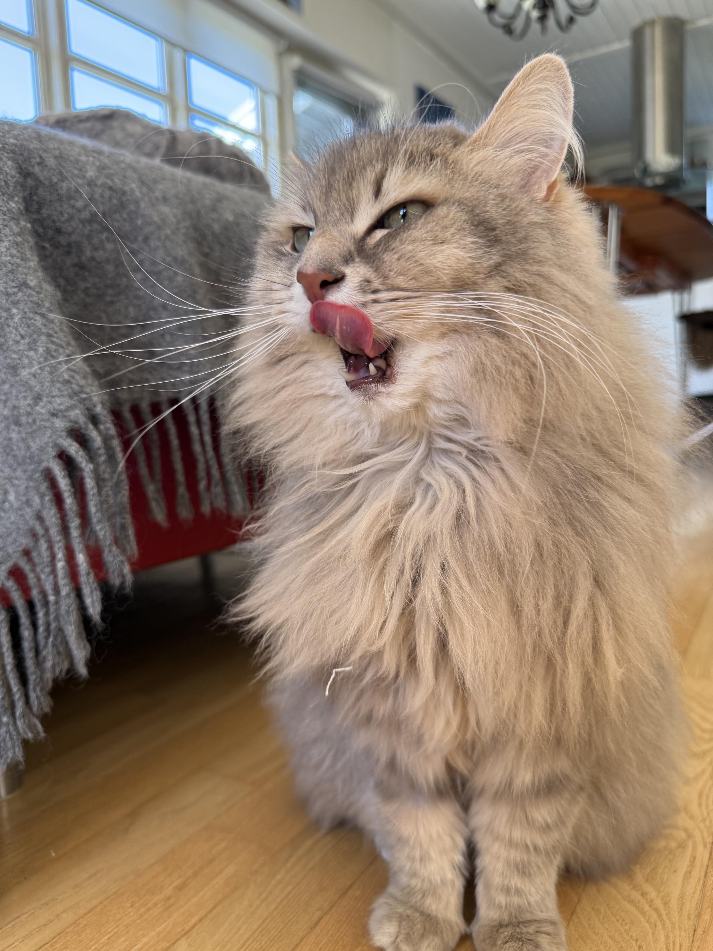 Closeup of a grey Siberian cat (Knold) sitting upright on a living room floor. His head is turned slightly, and he is licking his mouth with his pink tongue. He is quite fluffy, and his long white whiskers are very prominent.