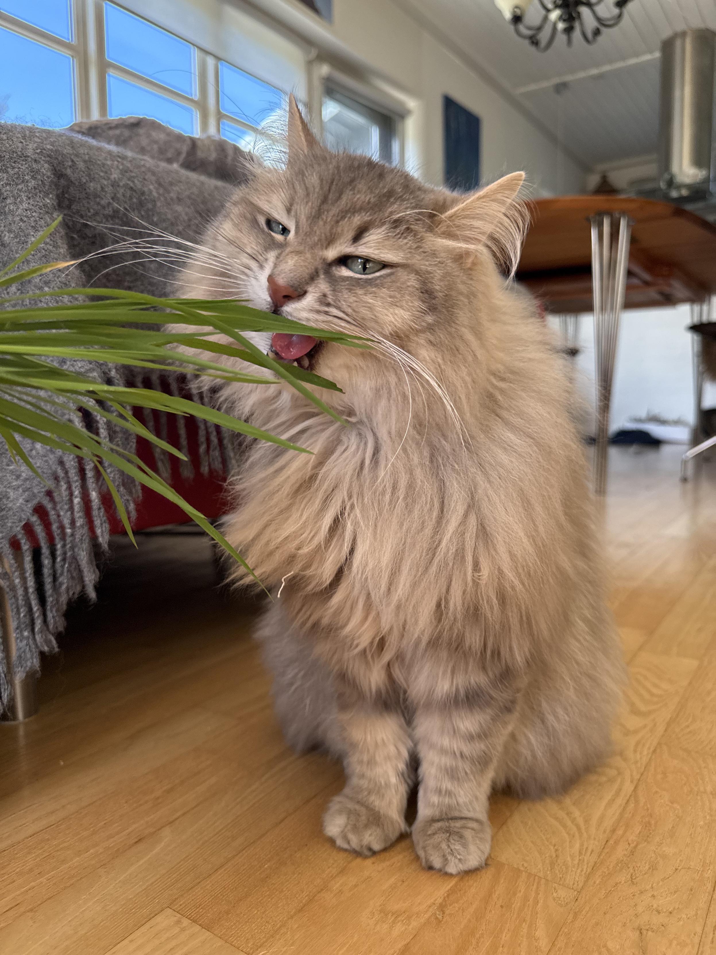 Closeup of a grey Siberian cat (Knold) sitting upright on a living room floor. He is trying to bite into some long blades of grass held by the human in front of him (outside the frame). He is quite fluffy, and his long white whiskers are very prominent.