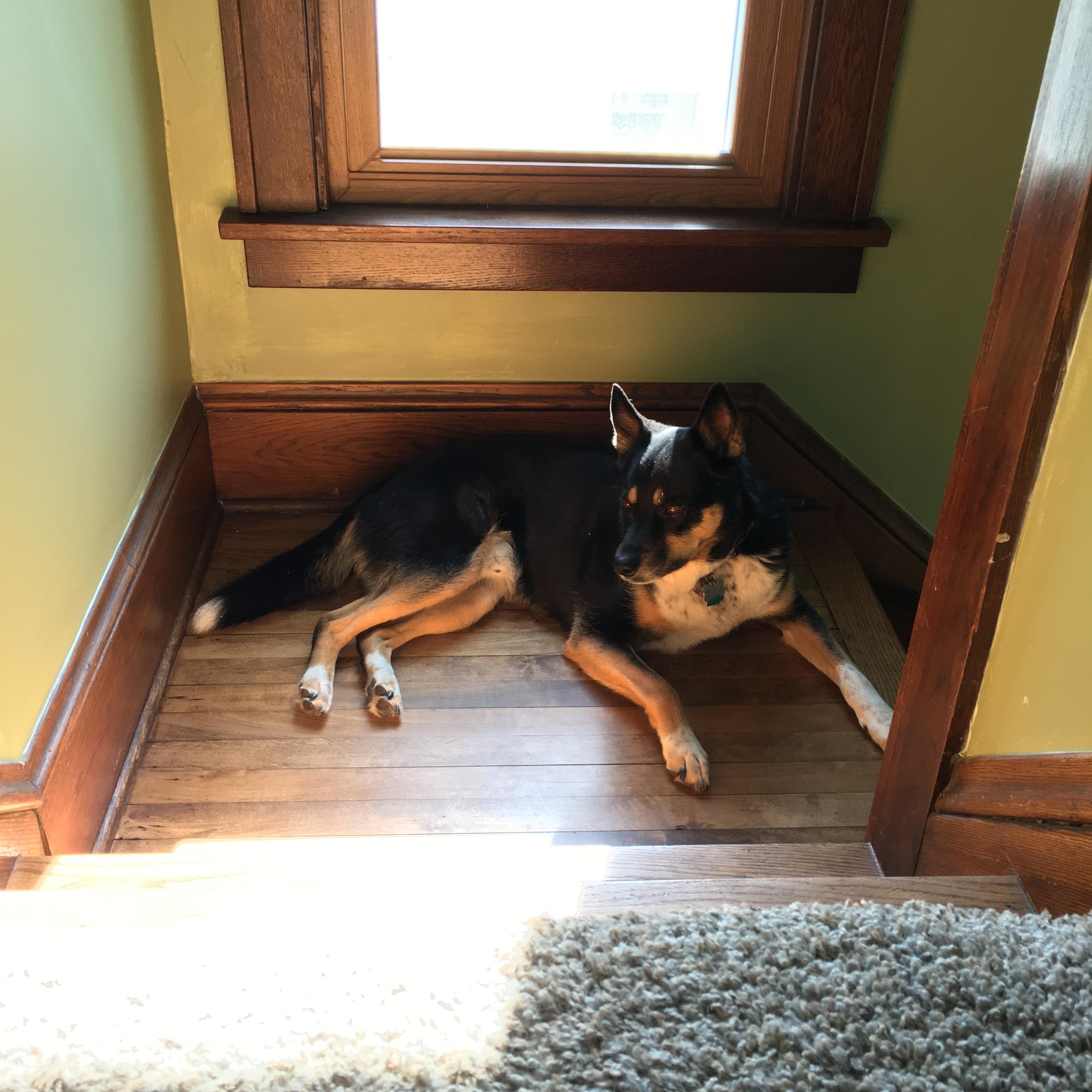 Pepper, the black, tan, and white Australian kelpie with the white-tipped tail, lies on the hardwood floor of the staircase landing of his family's home in the Minnehaha neighborhood of Minneapolis. Sun is streaming into the room through an adjacent window. Tue, 28 April 2026.