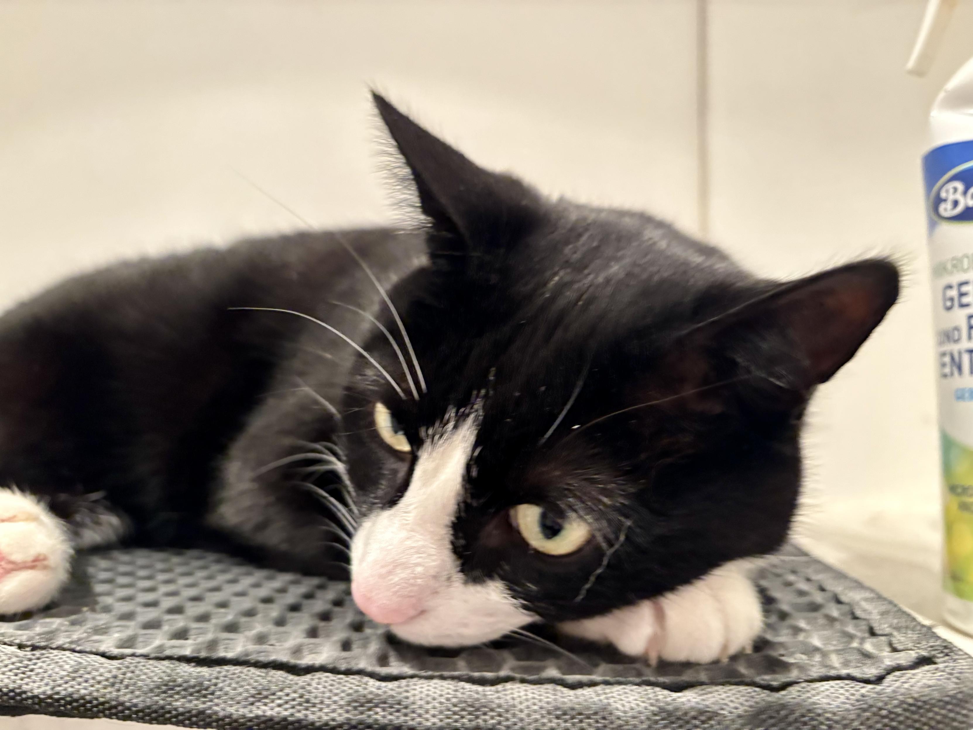 A black and white cat lies on a black cat mat, his head tests on his left front leg and his eyes are open.