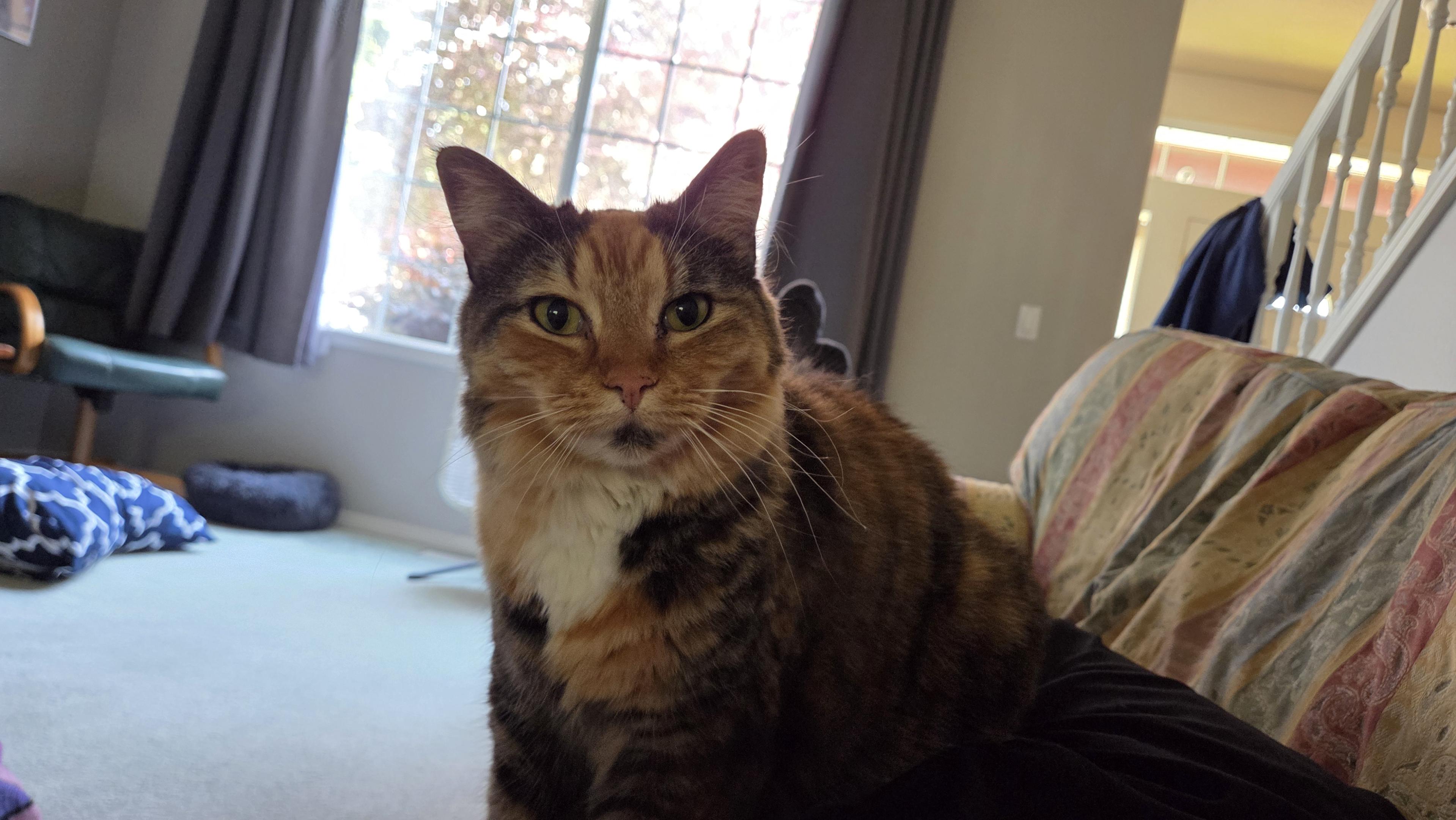 A very warm cat peers into the camera.