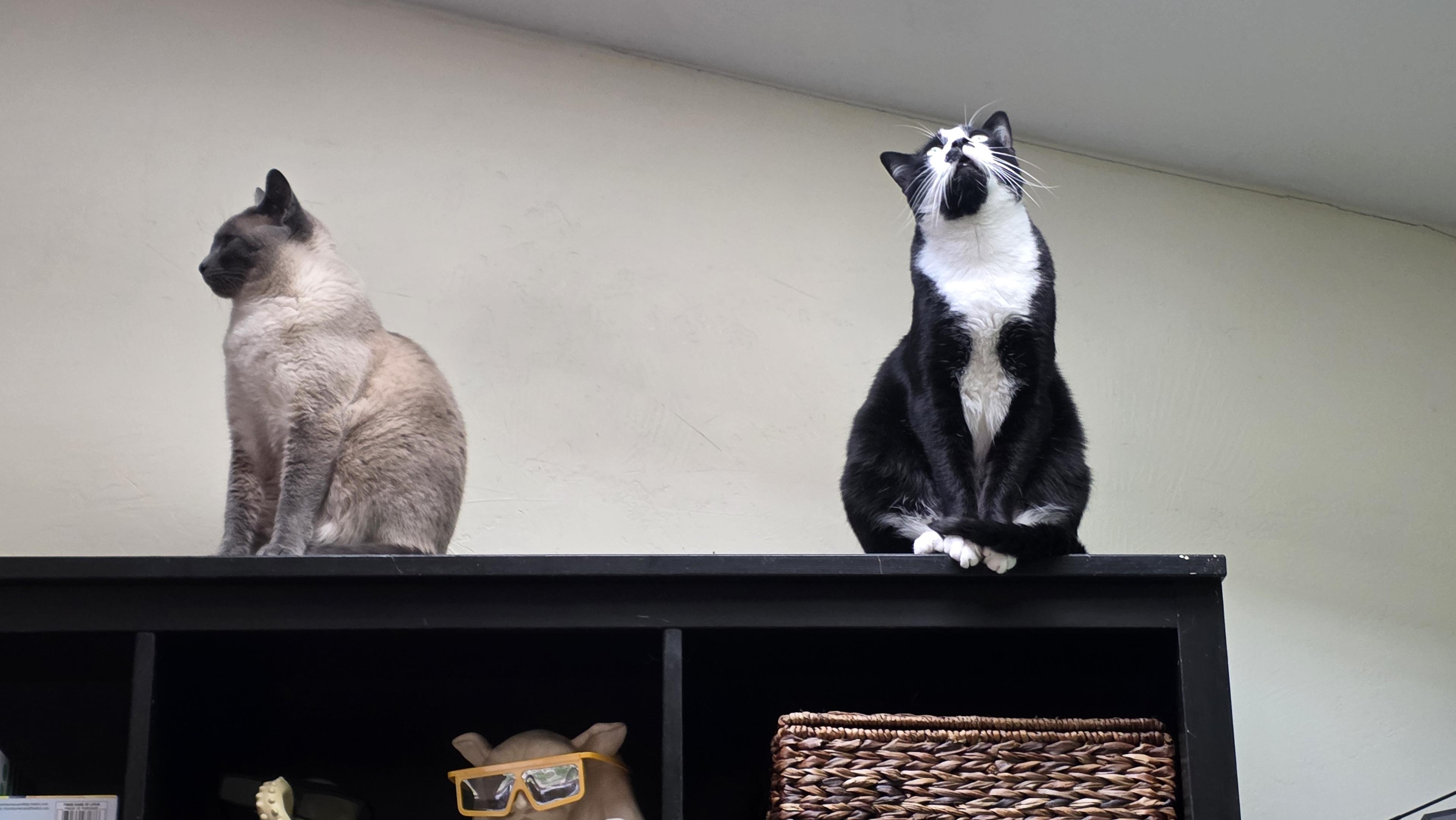 On left, a stocky blue point cat sits looking left. On right, a white whiskered black tuxedo cat with white chest and face but black chin sits with his chest toward the camera but looking up at the ceiling. They both sit atop a brownish black top shelf that has boxes and tchockes on the lower shelf.