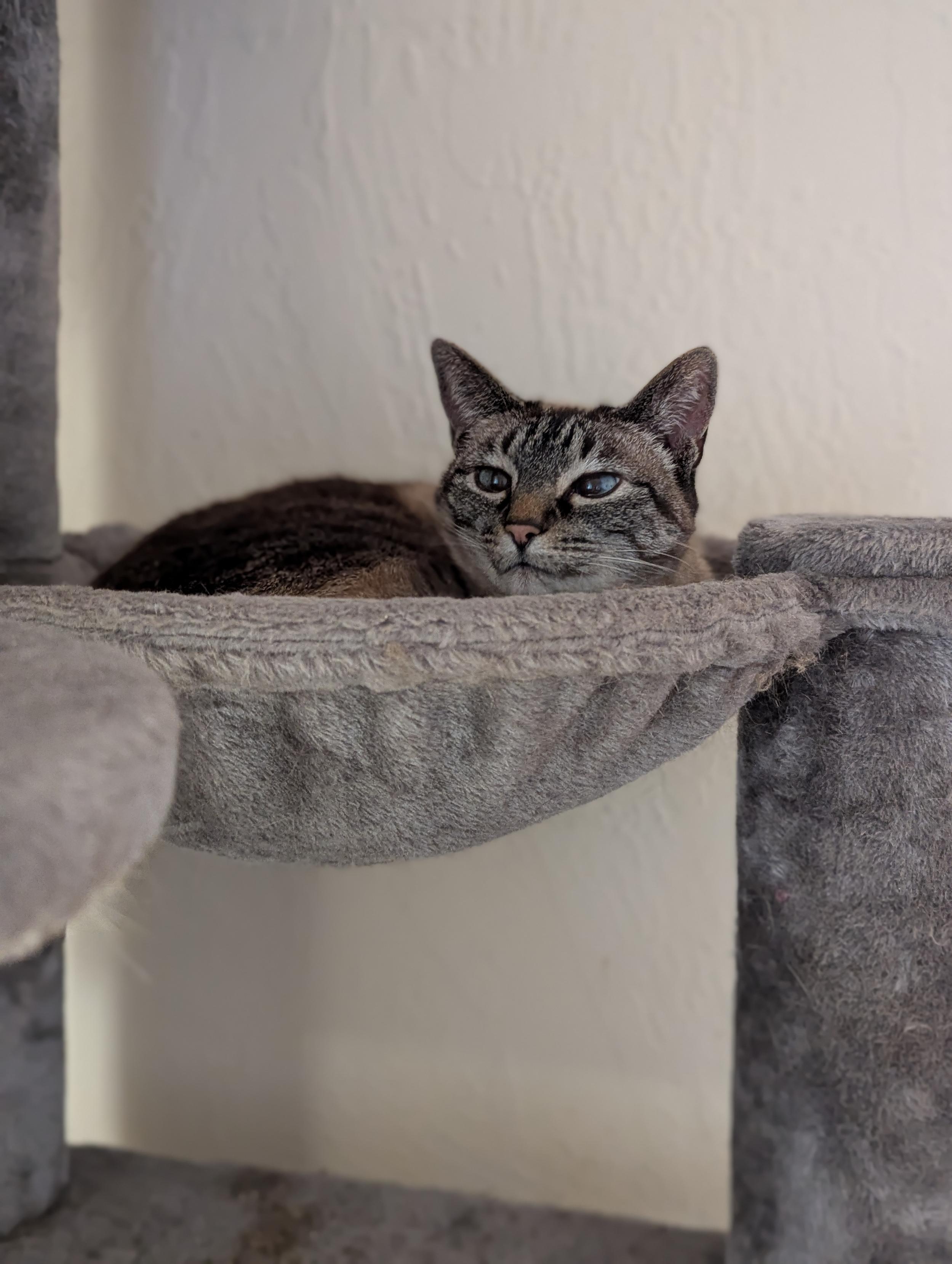 a small beige tabby cat with blue eyes and a pink nose is curled up in a bowl-hammock on a cat tree. she looks comfortable and smug.