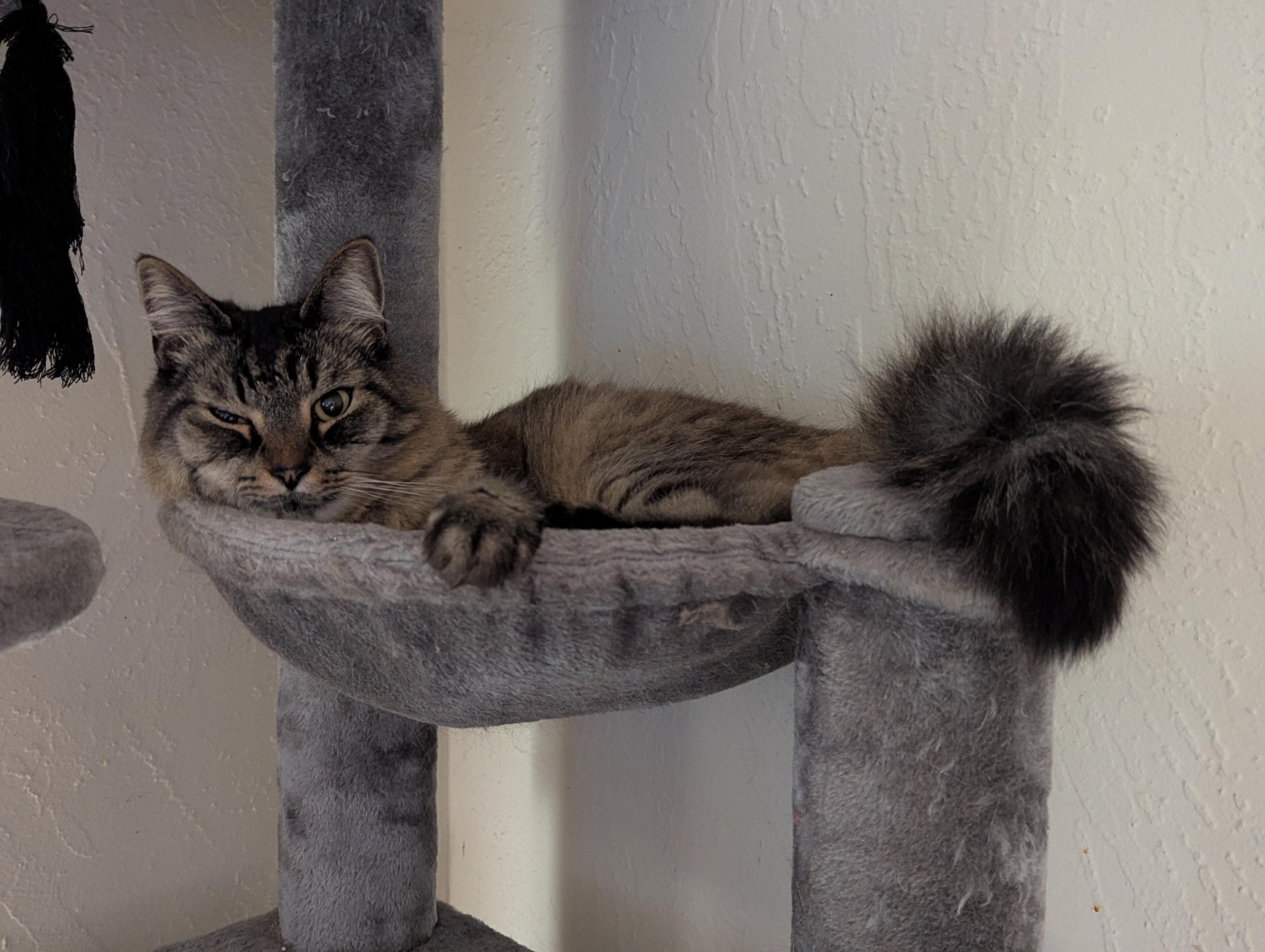 a large fluffy brown tabby cat curled up in a bowl-hammock on a cat tree. she barely fits, and has her paws and tail hanging off the sides. she is winking at the camera .