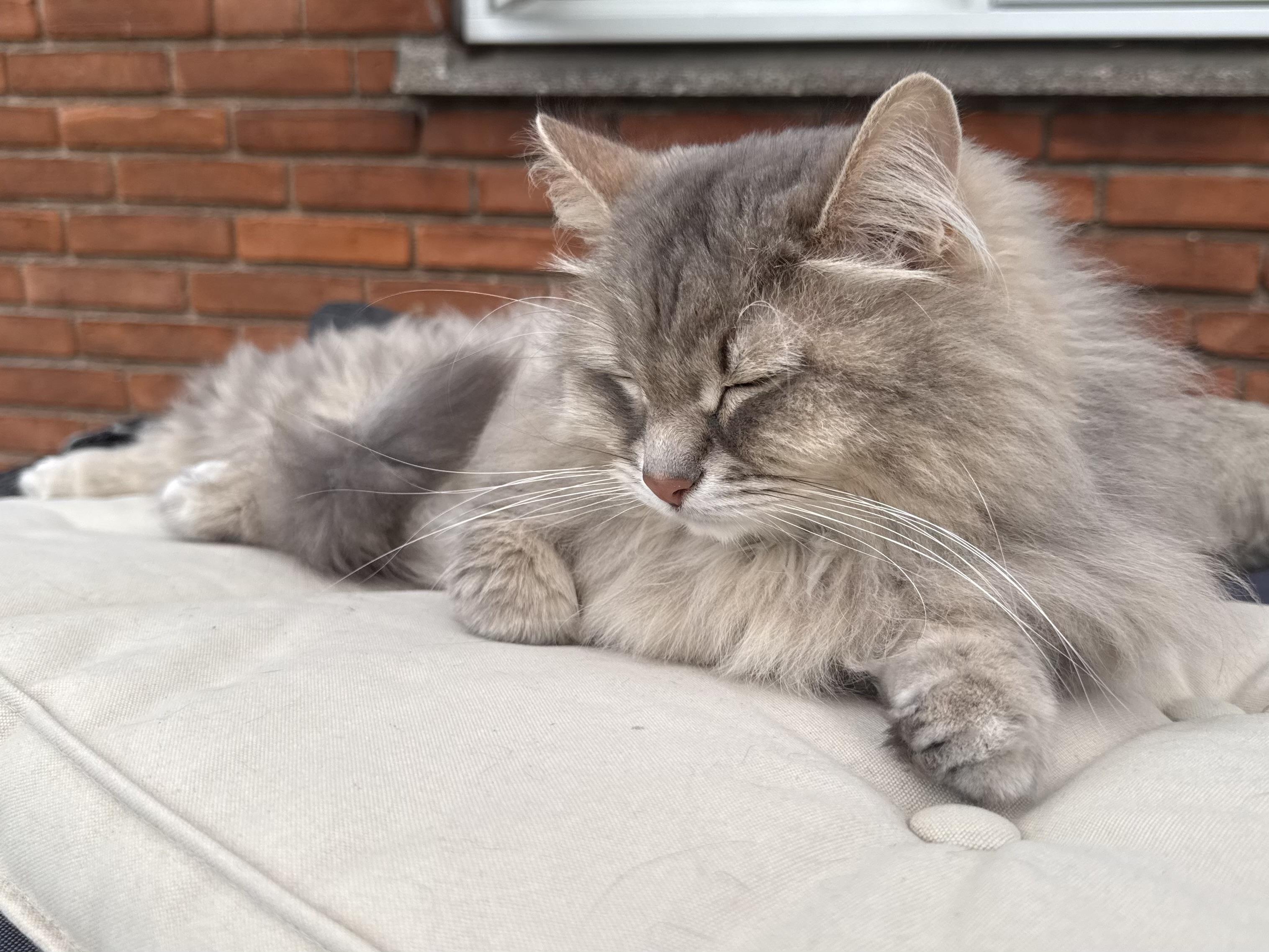 Closeup of a grey Siberian cat (Knold) lying on a chair cushion (lying flat) with a red brick wall in the background. His eyes are closed while he is lying partially on his side, looking quite relaxed. He still presents a decent amount of floof, despite the fact that we're approaching the valley on the floof curve.