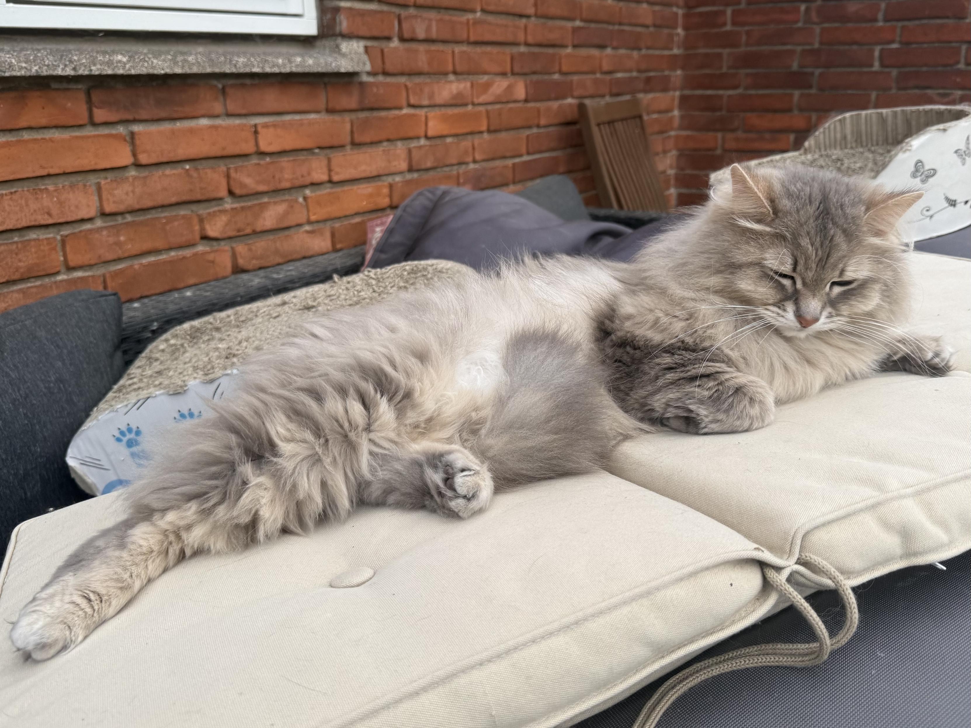 Closeup of a grey Siberian cat (Knold) lying on a chair cushion (lying flat) with a red brick wall in the background. His eyes are closed while he is lying mostly on his side, his head slightly raised. He is looking quite relaxed.