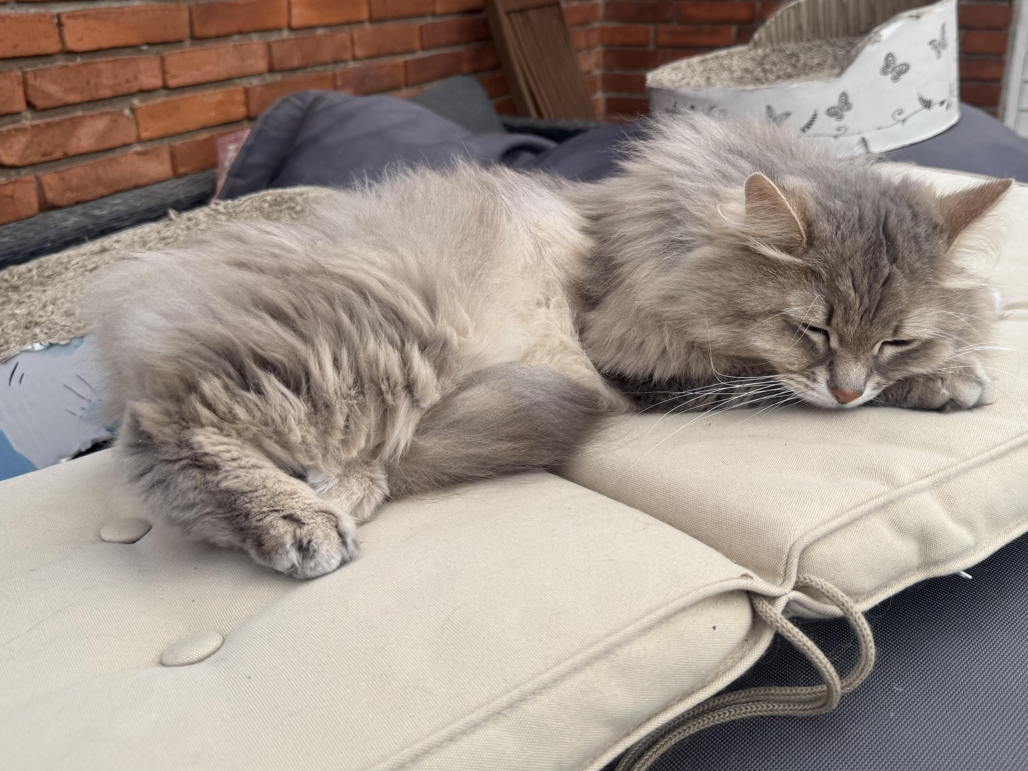 Closeup of a grey Siberian cat (Knold) lying on a chair cushion (lying flat) with a red brick wall in the background. Compared to the previous photos, his head is no longer raised but resting on his front paws. The nap is probably starting now.