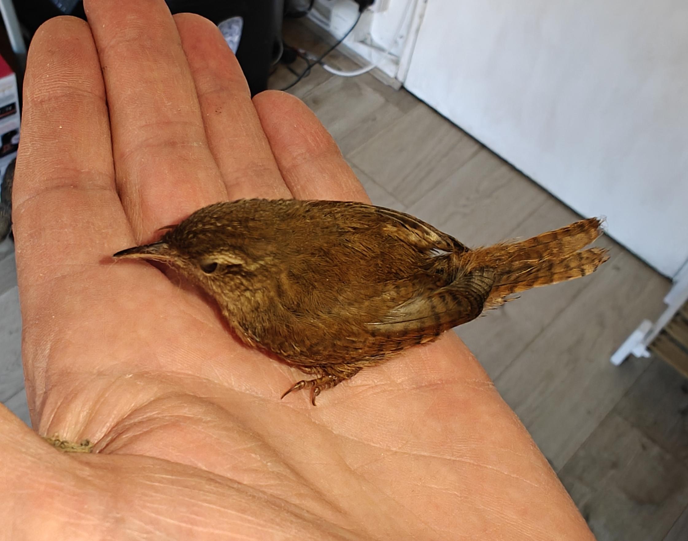 A wren sits in a human hand.