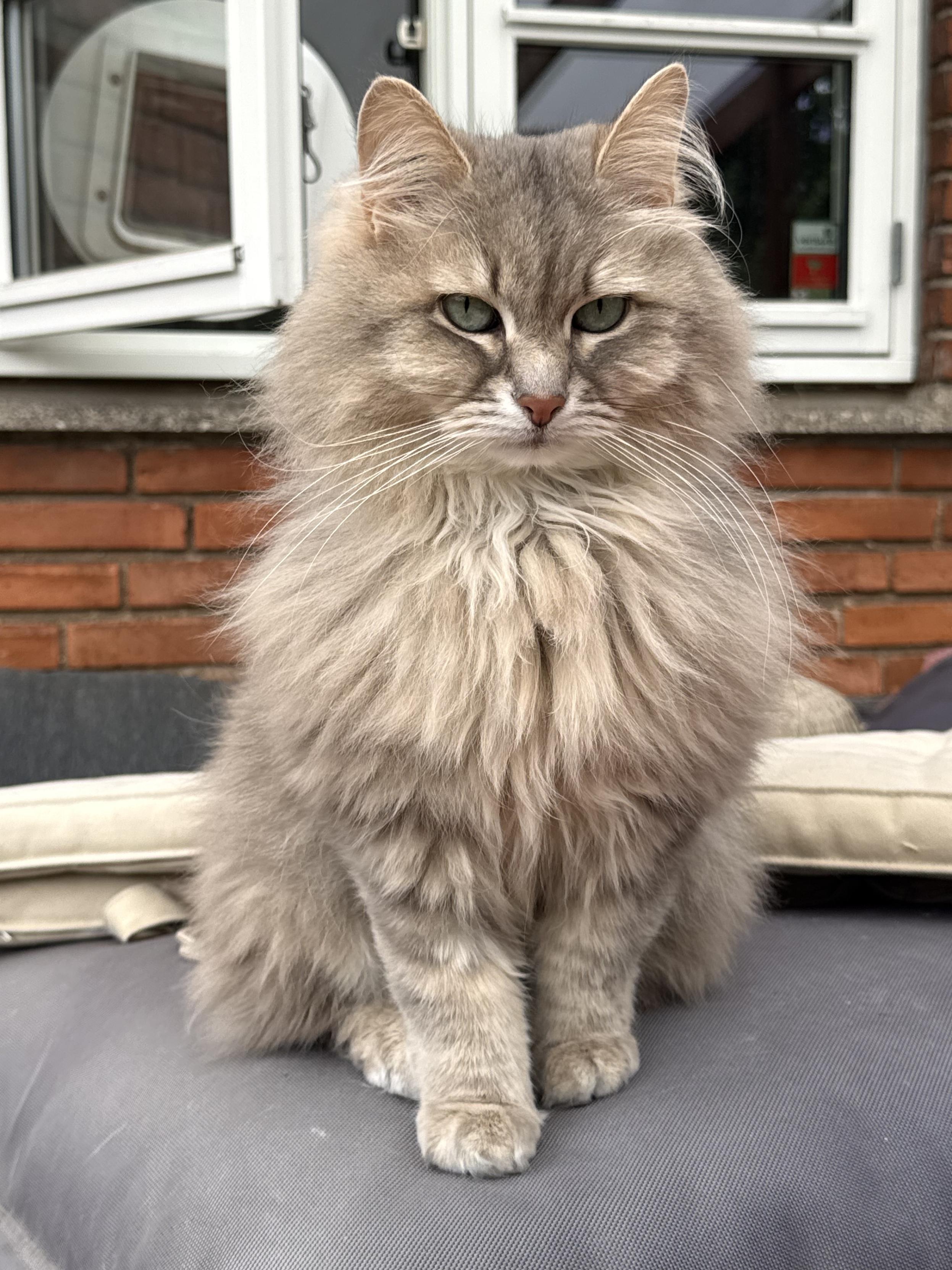 Closeup of a grey Siberian cat (Knold) sitting on a black bean bag in front of a red brick wall with an open window. He is sitting upright with his front towards the camera. There is still a significant amount of chest floof. His long white whiskers are very prominent.