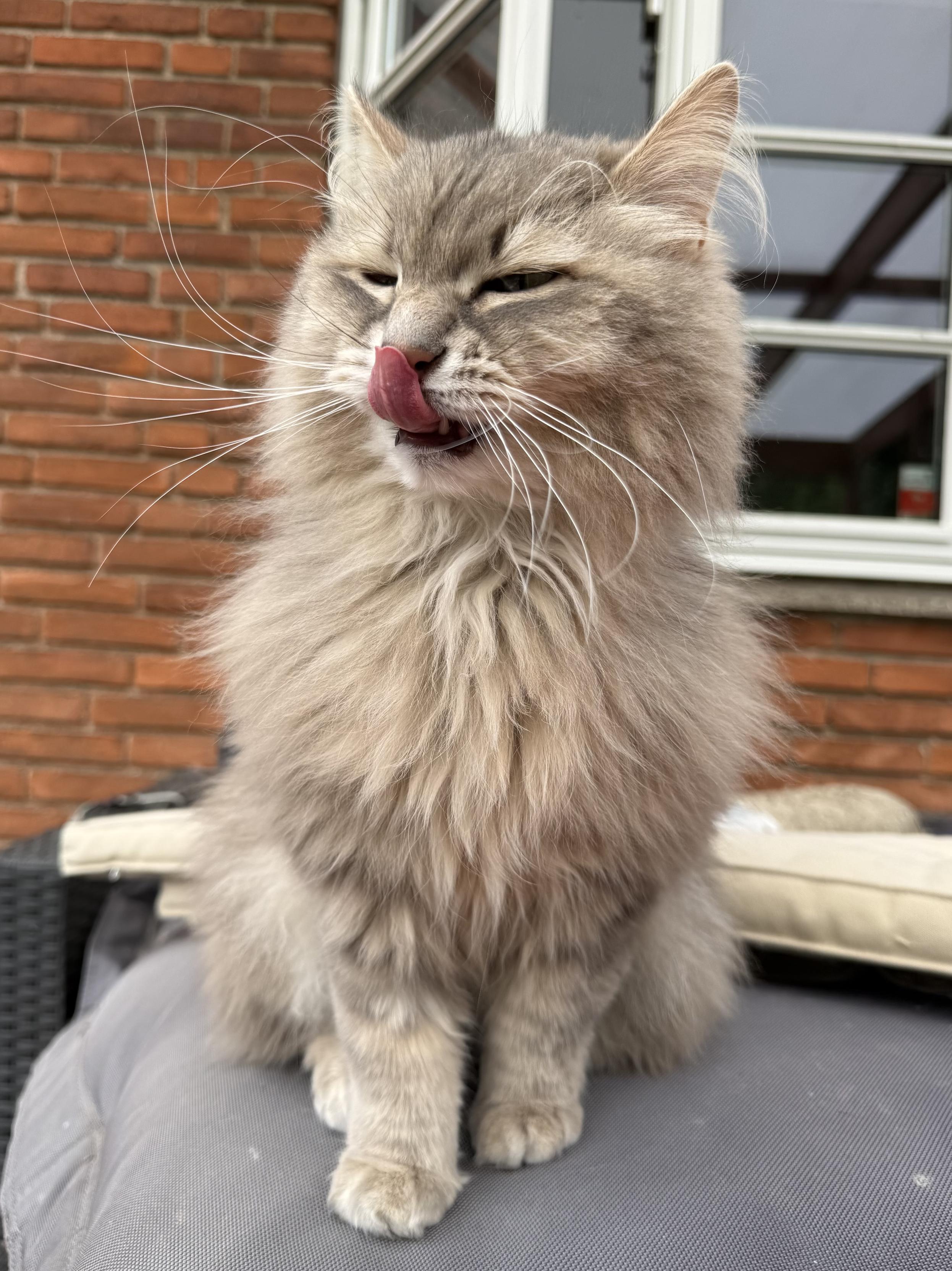 Closeup of a grey Siberian cat (Knold) sitting on a black bean bag in front of a red brick wall with an open window. He is sitting upright with his front towards the camera. His tongue is out, licking his nose. His long white whiskers are very prominent, pointing in all directions.