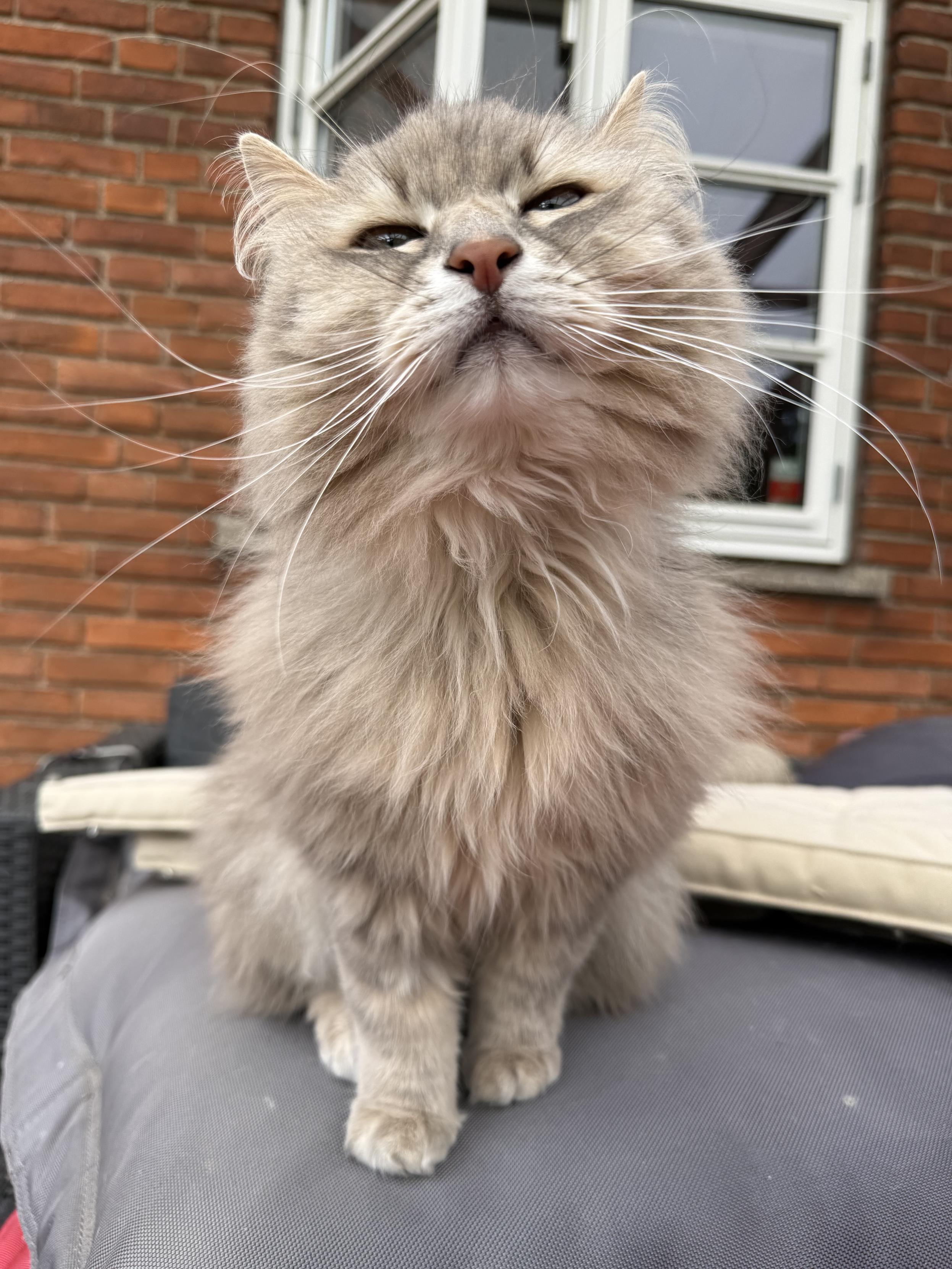 Closeup of a grey Siberian cat (Knold) sitting on a black bean bag in front of a red brick wall with an open window. He is sitting upright, stretching his neck to perhaps try to sniff something the human is holding in front of him (outside the frame) - or perhaps he just wants us to get a better look at his whiskers? They are very prominent and pointing in all directions.