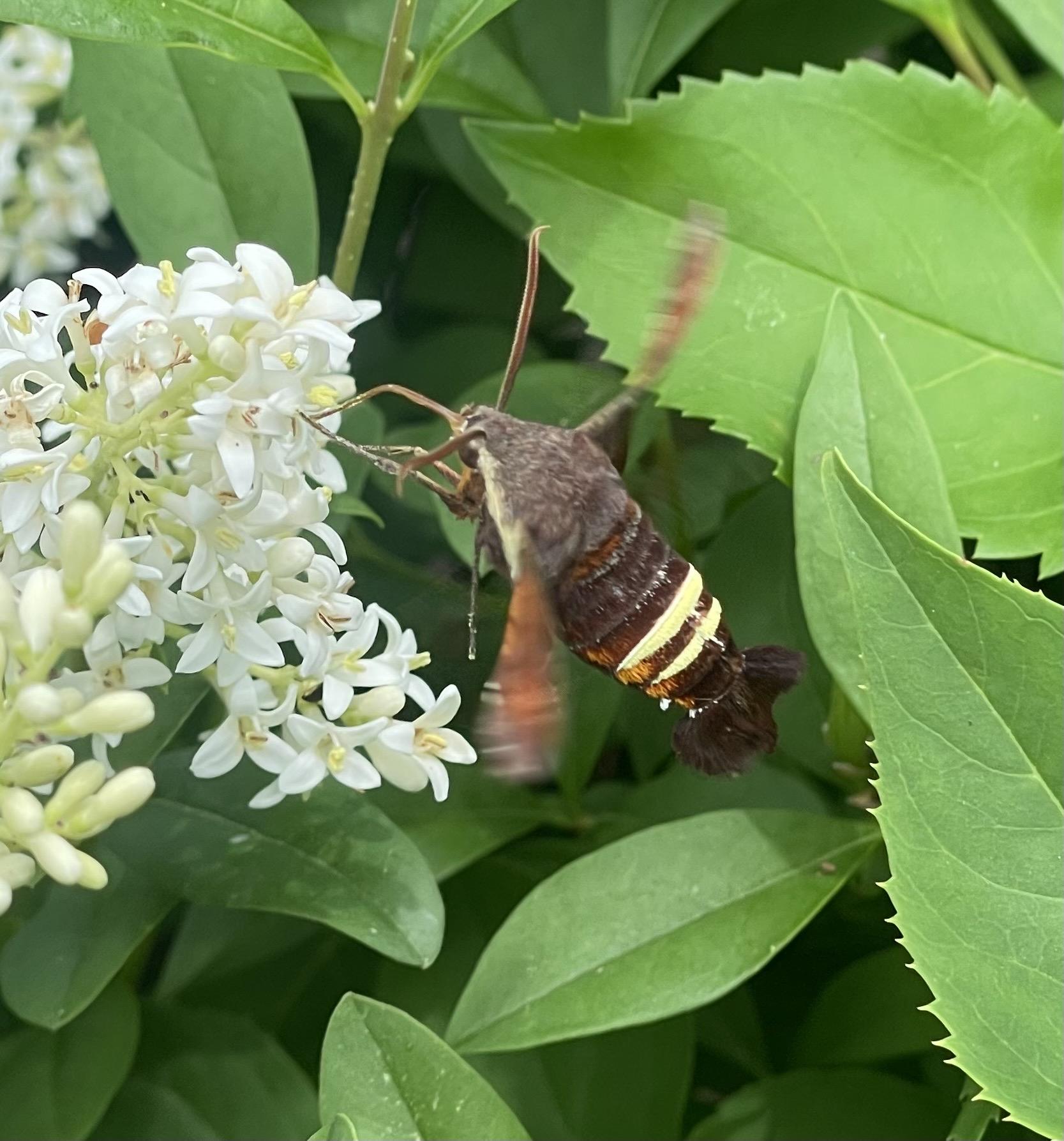 Photo of a brown furry moth hovering in front of a bloom of tiny white flowers.  It is feeding on nectar though a long proboscis.  The moth has two brilliant yellow stripes on its abdomen, and a black lobster-like “tail”.