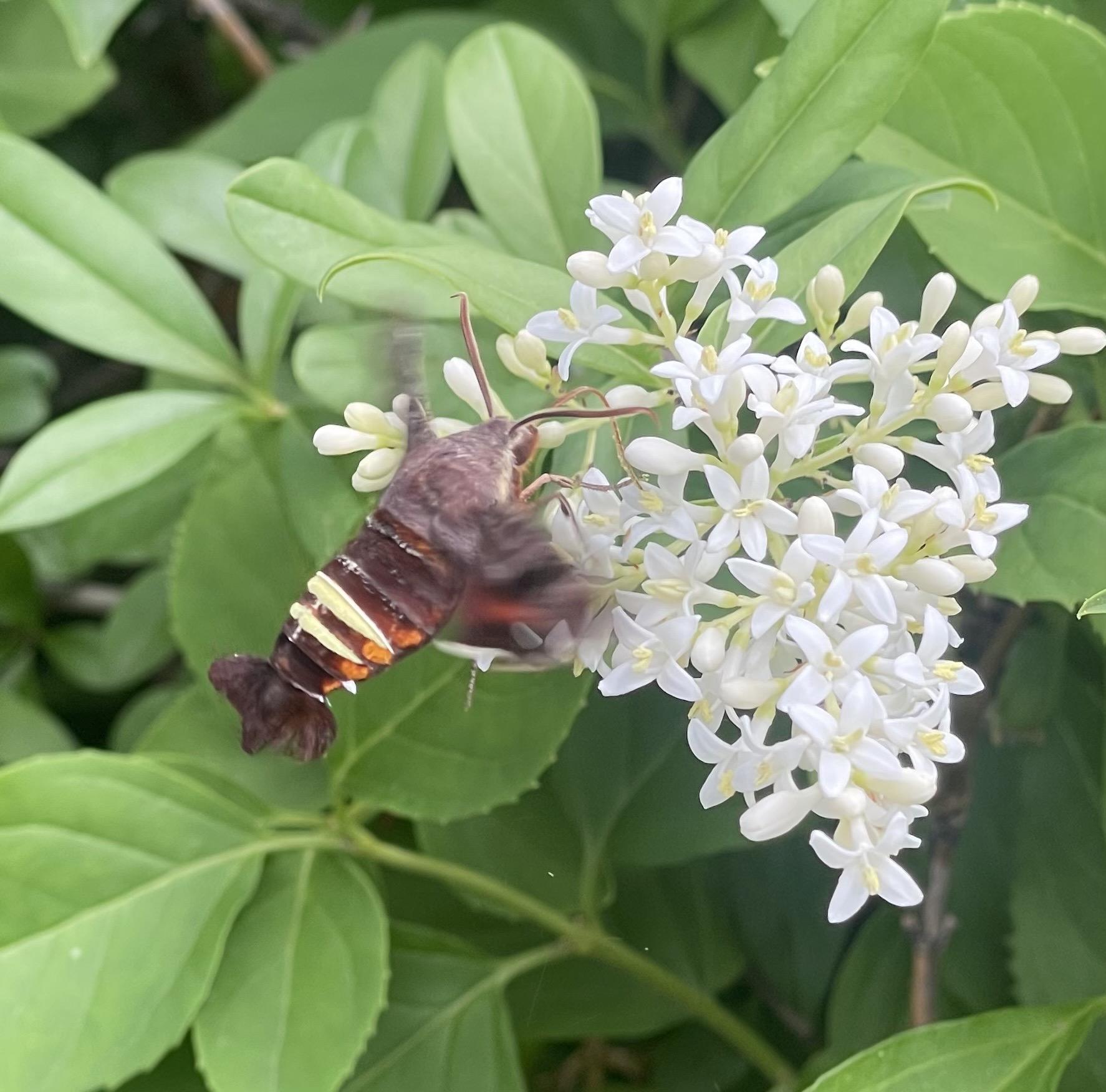 Another photo of a brown furry moth hovering in front of a bloom of tiny white flowers.  It is feeding on nectar though a long proboscis.  The moth has two brilliant yellow stripes on its abdomen, and a black lobster-like “tail”.