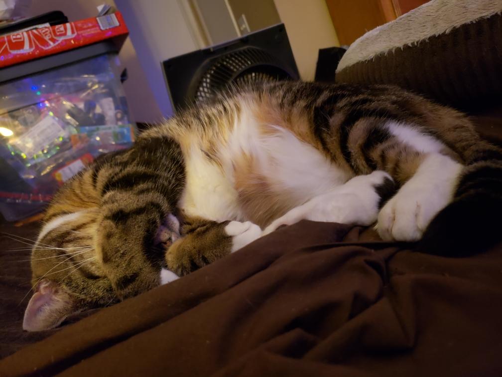 A brown cat with black stripes curled up on her side exposing a white belly sleeping on brown bed sheets. Her left front paw is curled over covering the front of her face.
