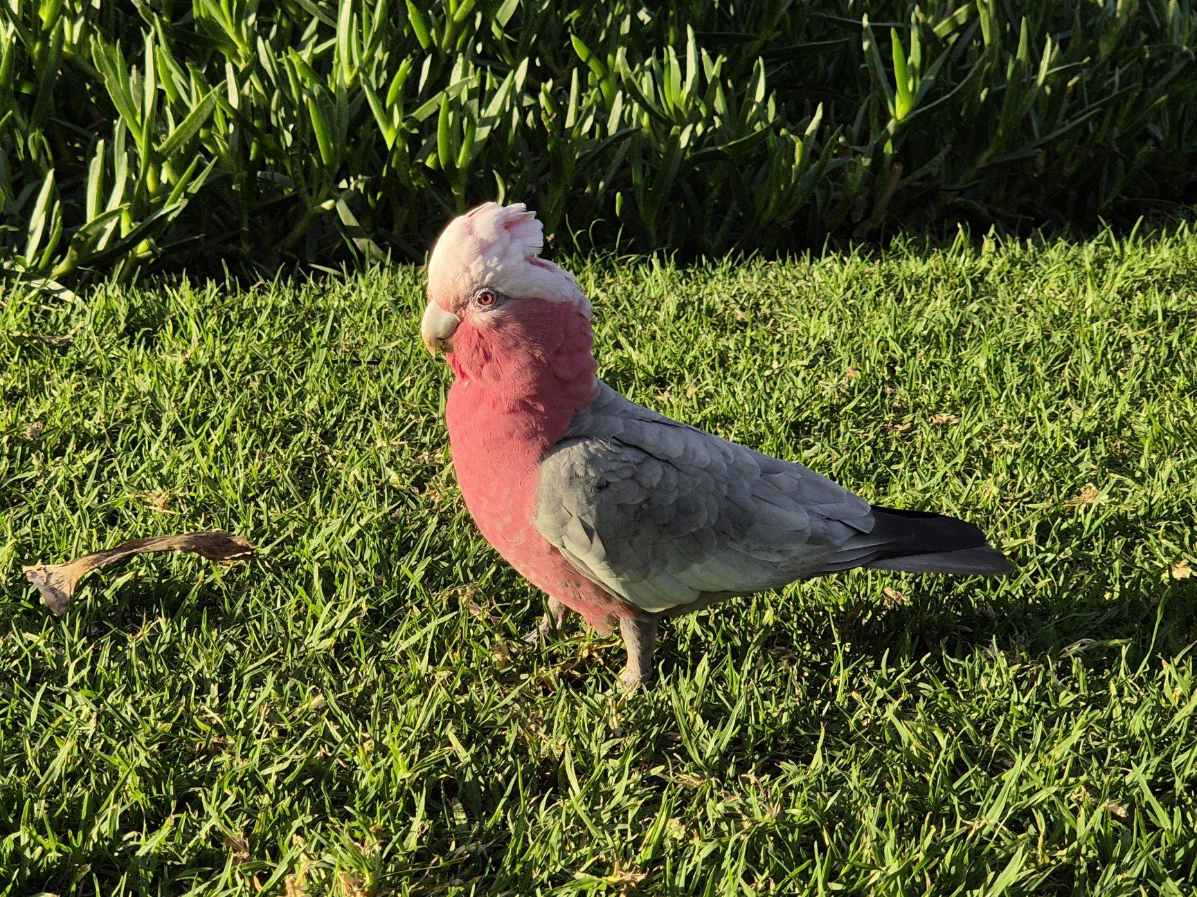 Female galah standing on grass, crest slightly raised