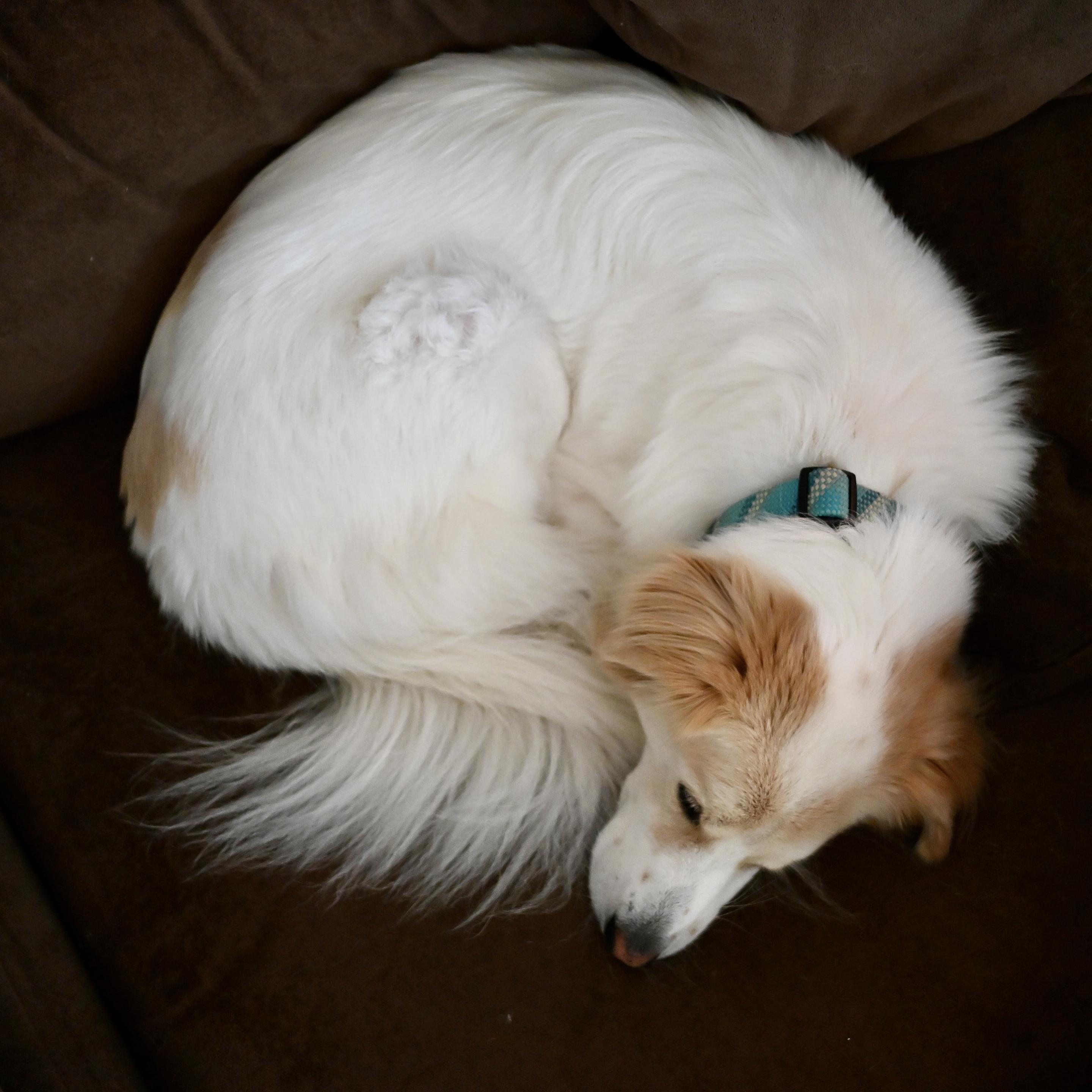 A view from above. Rey is a mostly white dog, with brown ears, and a few other places (some on the face, and spine). She has long hair, with extra length on her tail.

She's curled up clockwise, resting her head on the end of her tail.

The couch she is on is a deep brown, with soft cushions.
