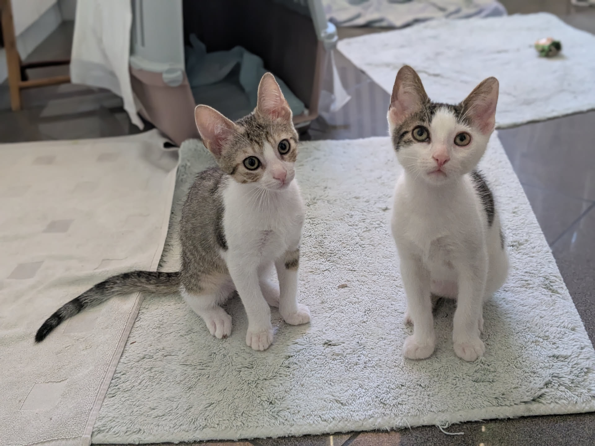 two 2-month kittens sitting on a bathroom mat. they both have a white belly, the left one has a brown back and patches of brown around the eyes while the right one has a black black and a patch of black around one eye