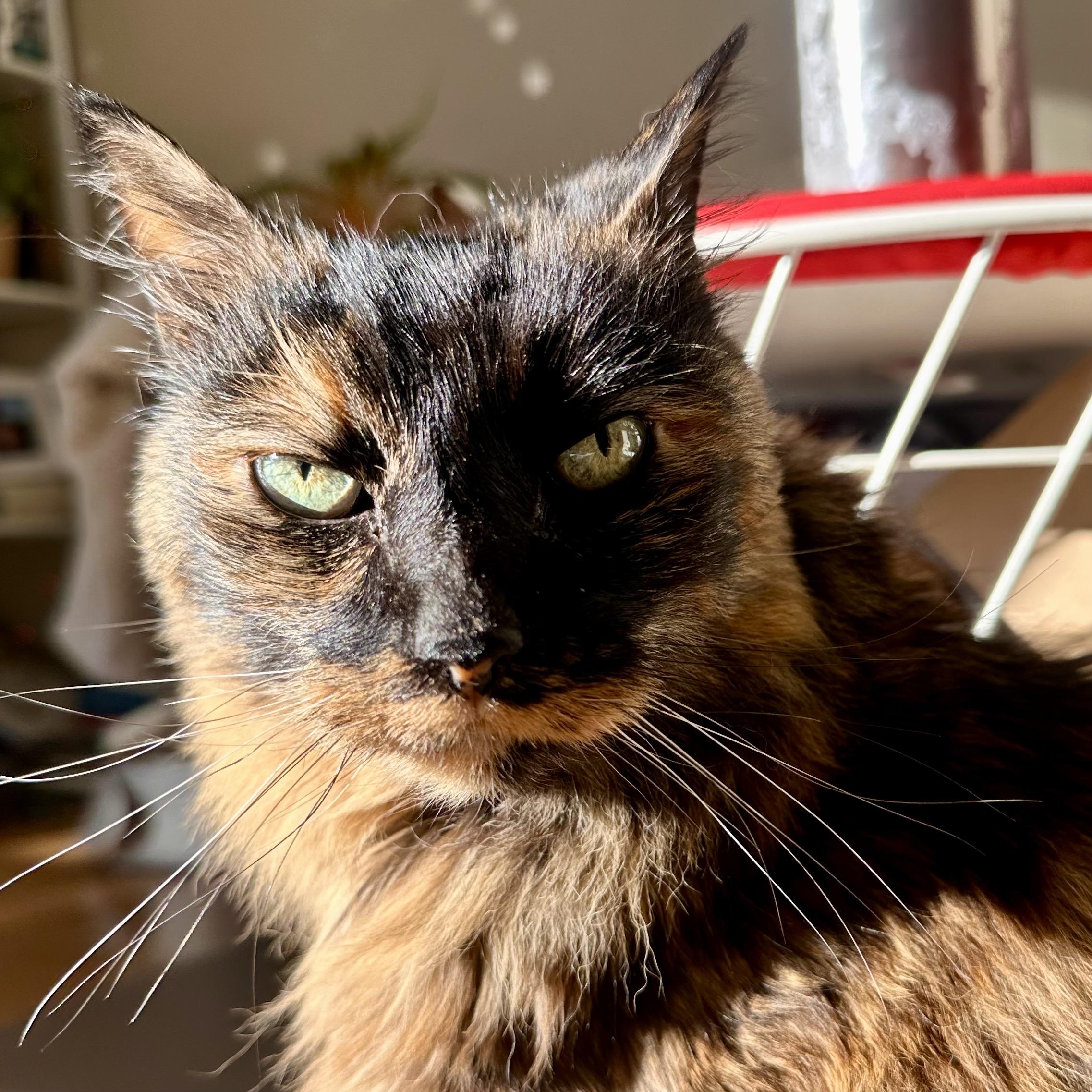 Mika judging me
