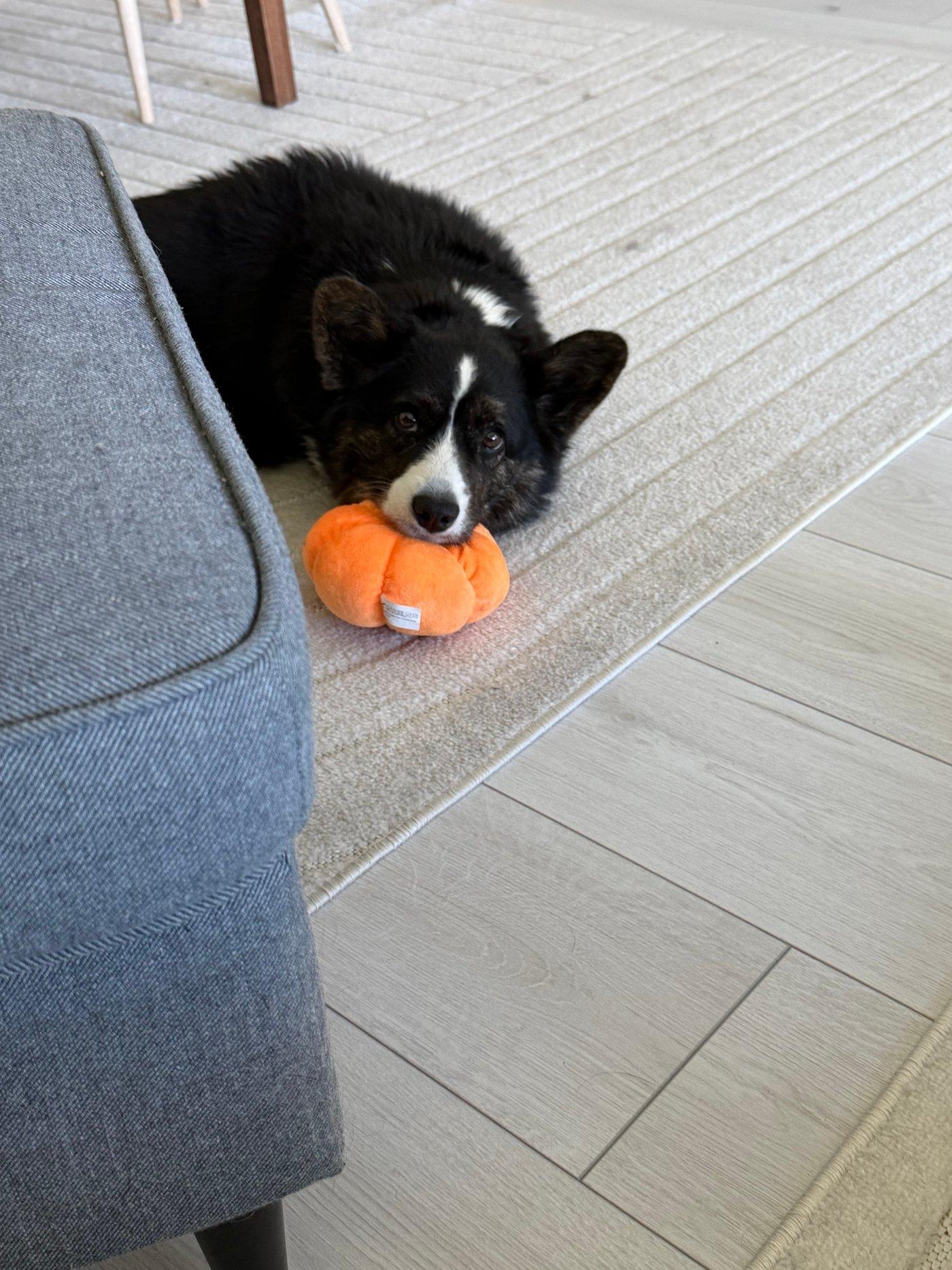 A black and white corgi cardigan lying with her head on a dog toy and looking straight at the camera.