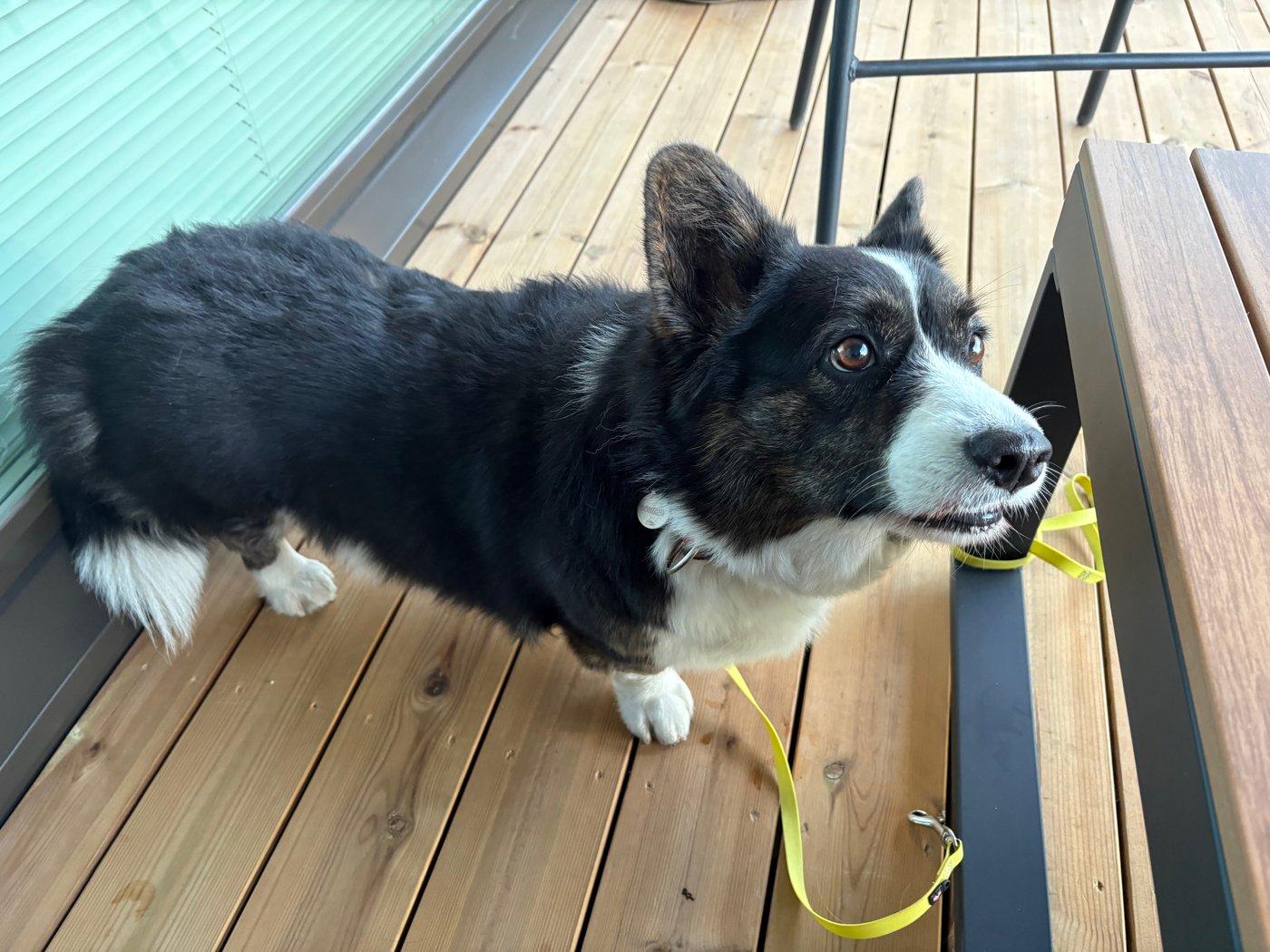 A black and white corgi cardigan next to a table and looking up.