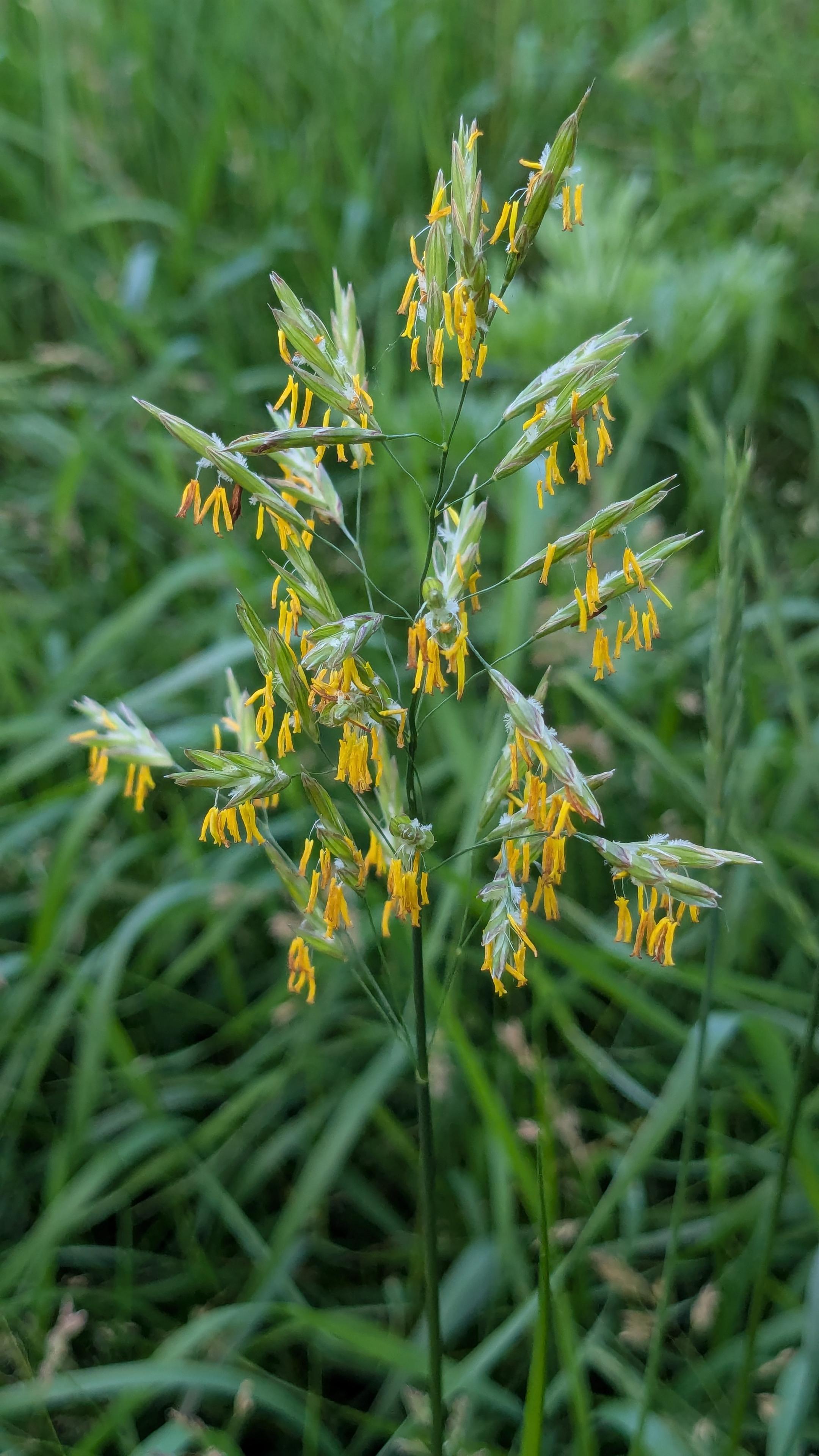 A close up of a native grass with yellow flowers dangling from its head.
