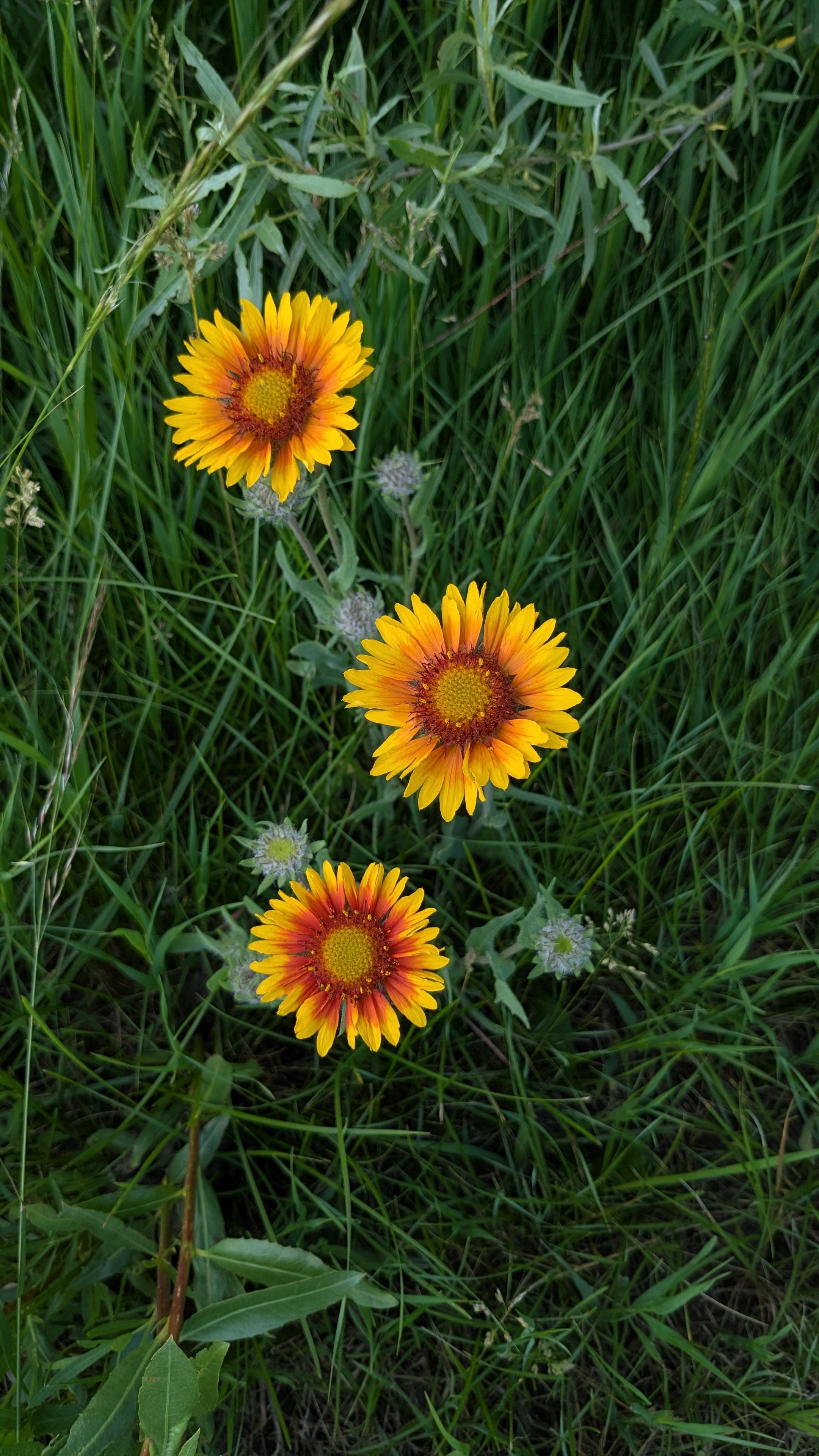 Blanket flower with several striking red and orange flowers.