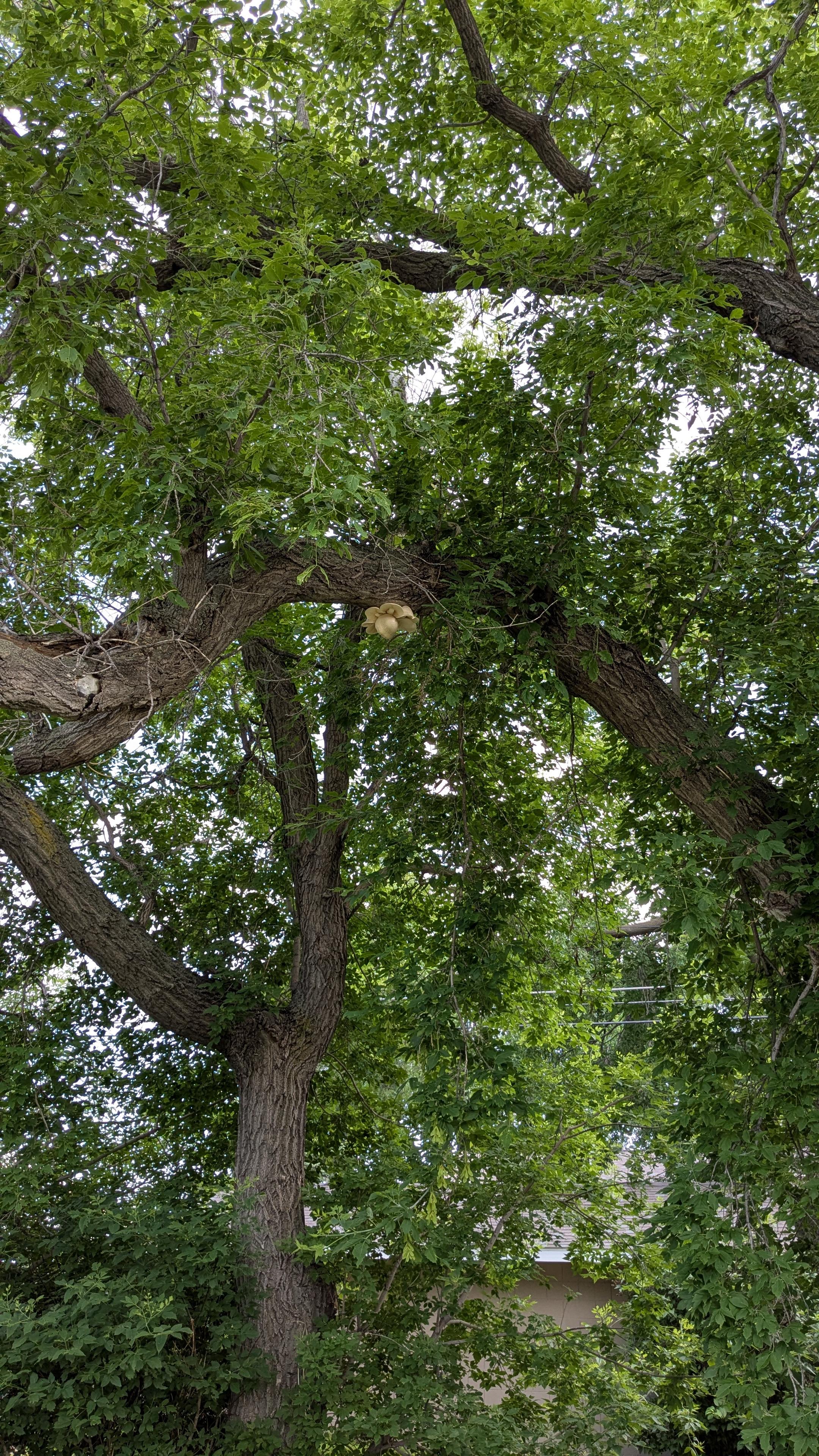 A photo looking up at the canopy of a couple trees. Hanging from one of the branches is a cluster of some sort of mushroom.