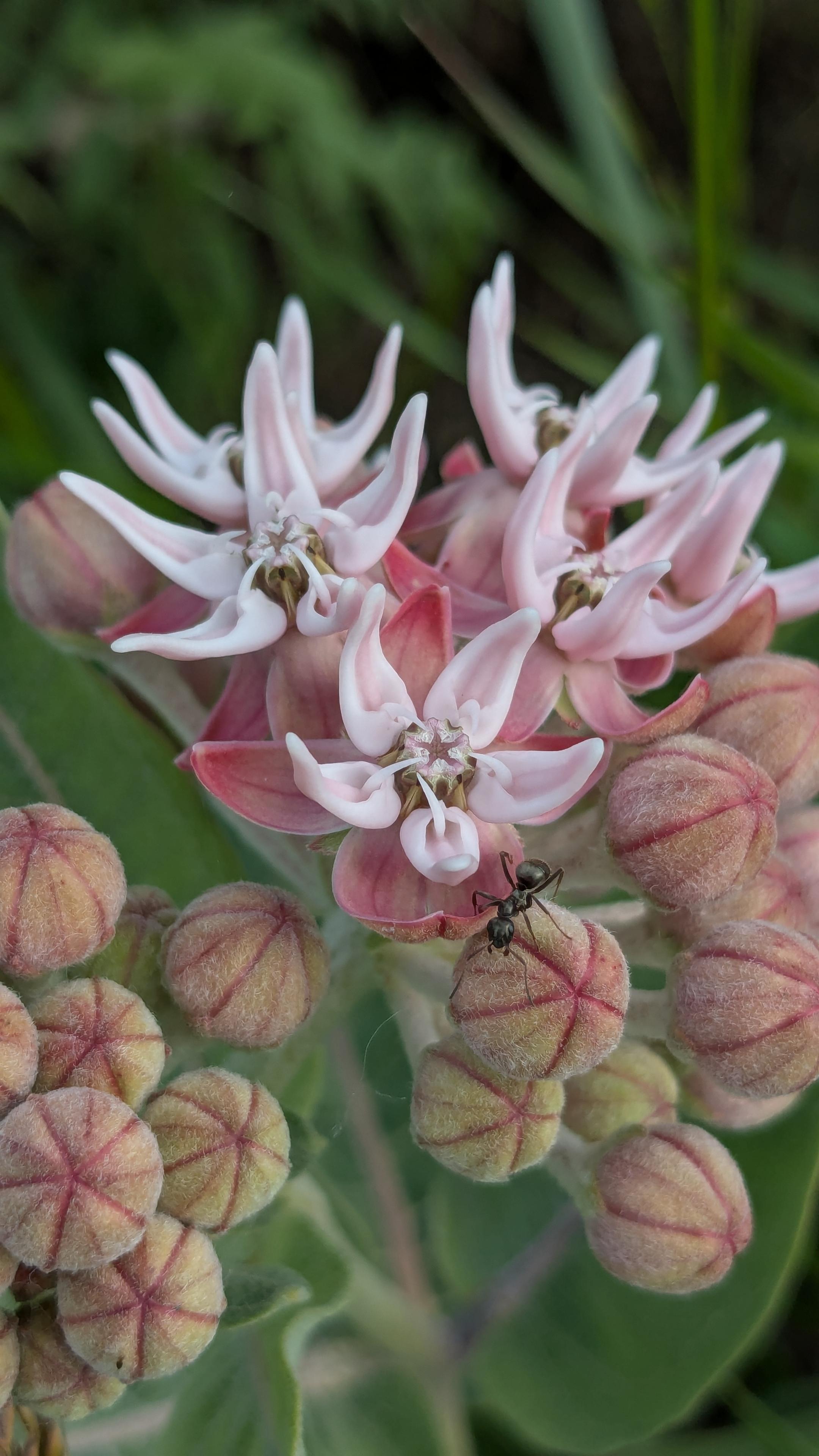 A close up of some showy milkweed that is just starting to bloom. There is an ant crawling on one of the buds.