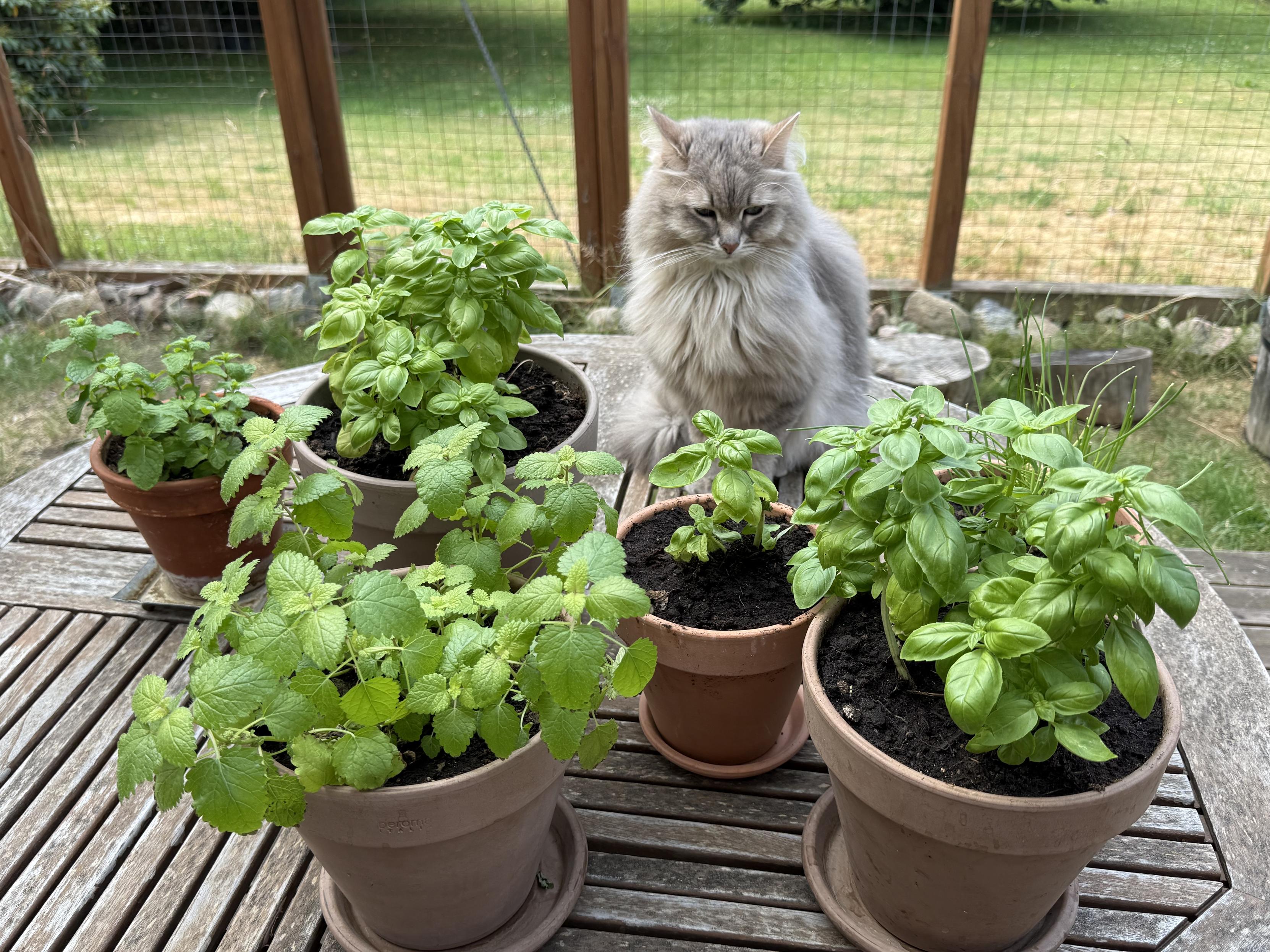 Closeup of a grey Siberian cat (Knold) sitting upright on a round wood table on the catio. Around/in front of him are pots of varying sizes with green plants: basil, mint, and chives. He is looking at a different plant than in the first photo.