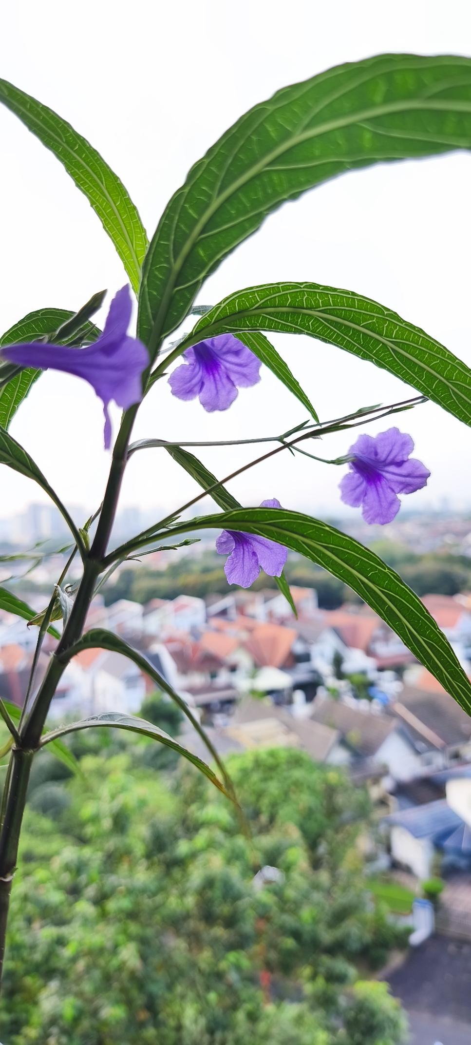 Delicate purple flowers