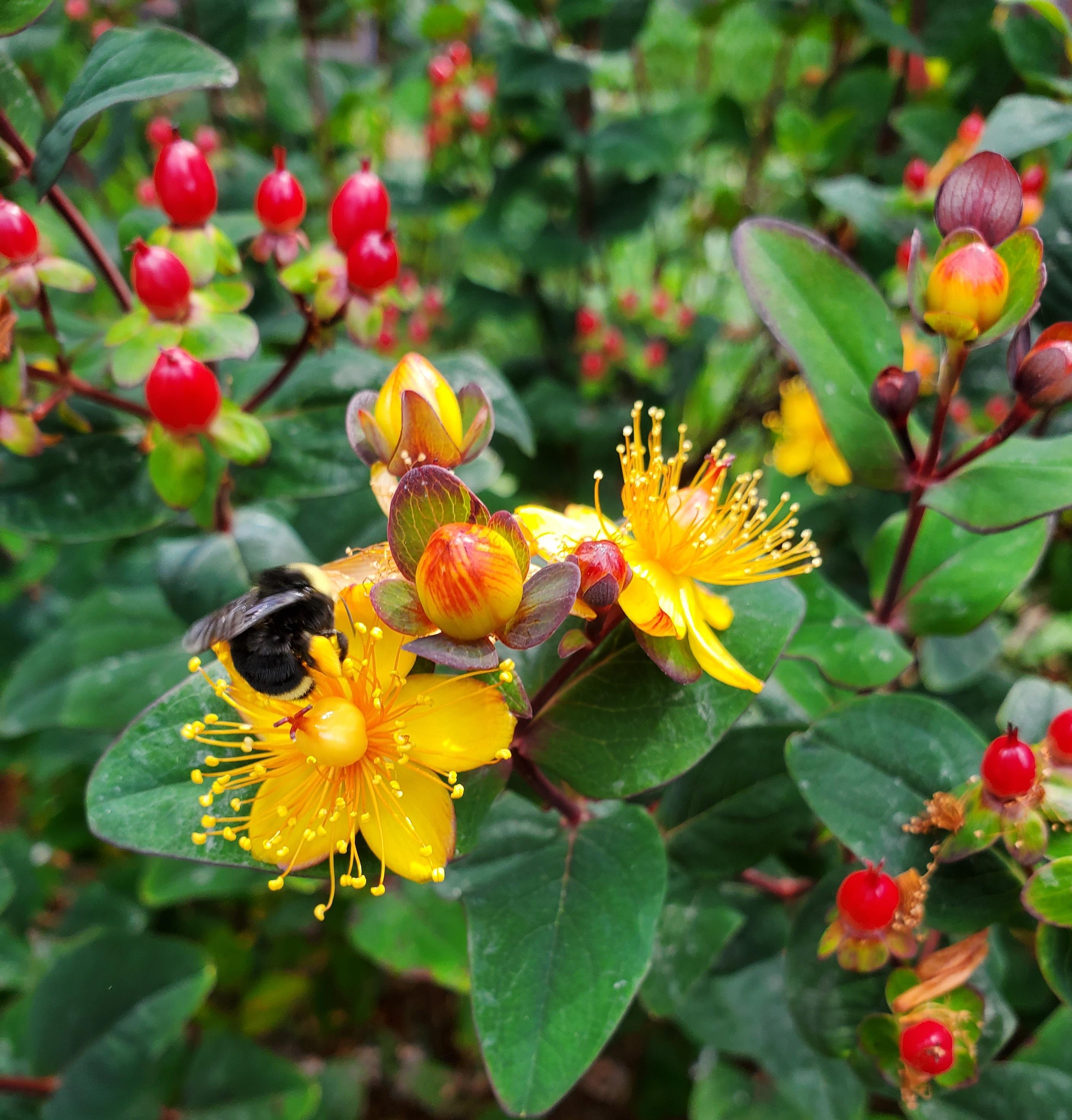 A mostly black bumblebee forages on a golden hypericum flower. You can see a pollen basket on her back leg, stuffed full of pollen in the same color as the flower. The flower is in a cluster of buds, flowers, and red fruits of finished flowers, surrounded by more flower/fruit clusters and green leaves with red edging. The bee was working all the open flowers as she collected pollen