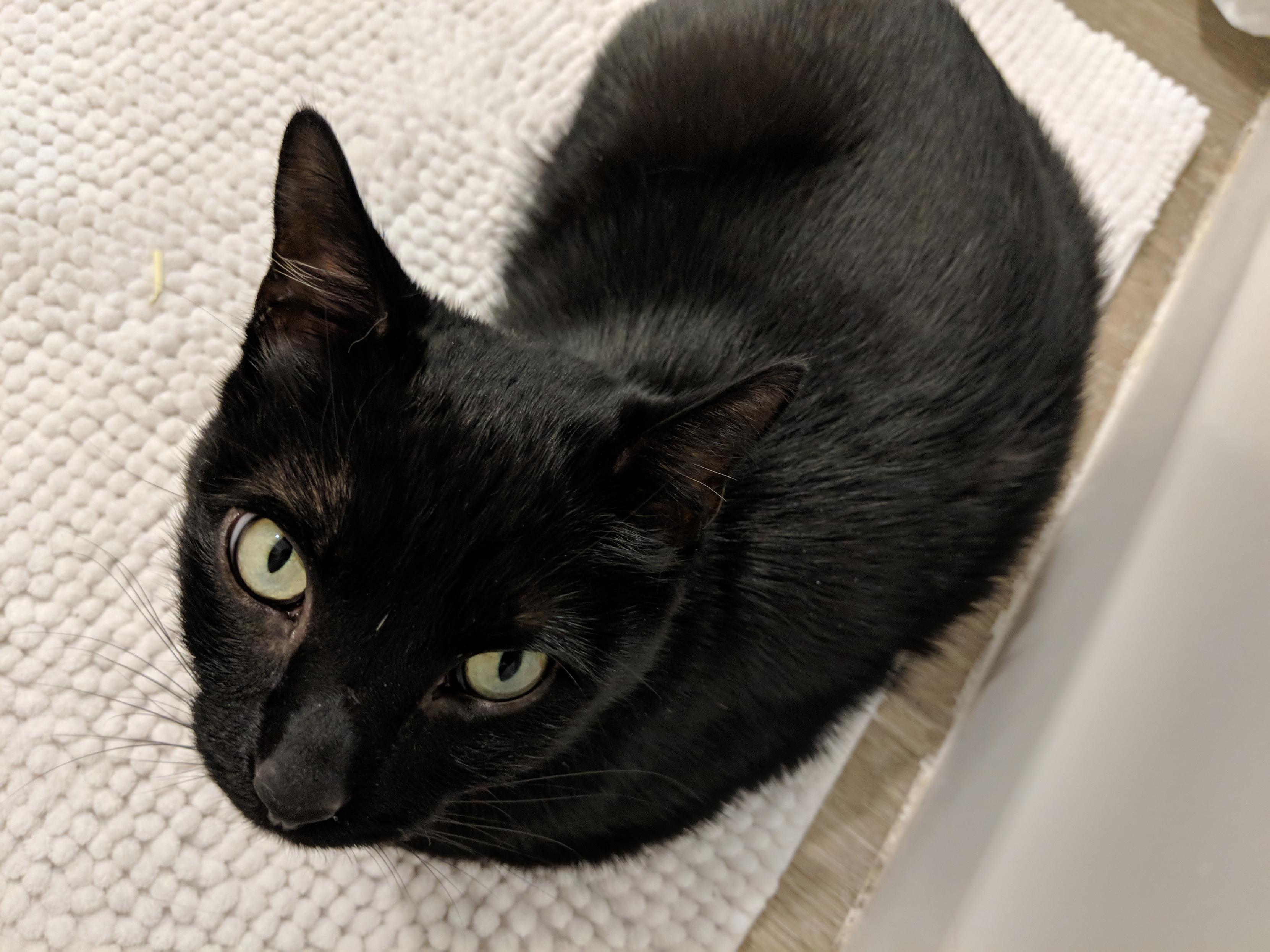 Evie the black cat on the day I brought her home. She's thin and vaguely goblin-shaped, and is looking up at the camera.