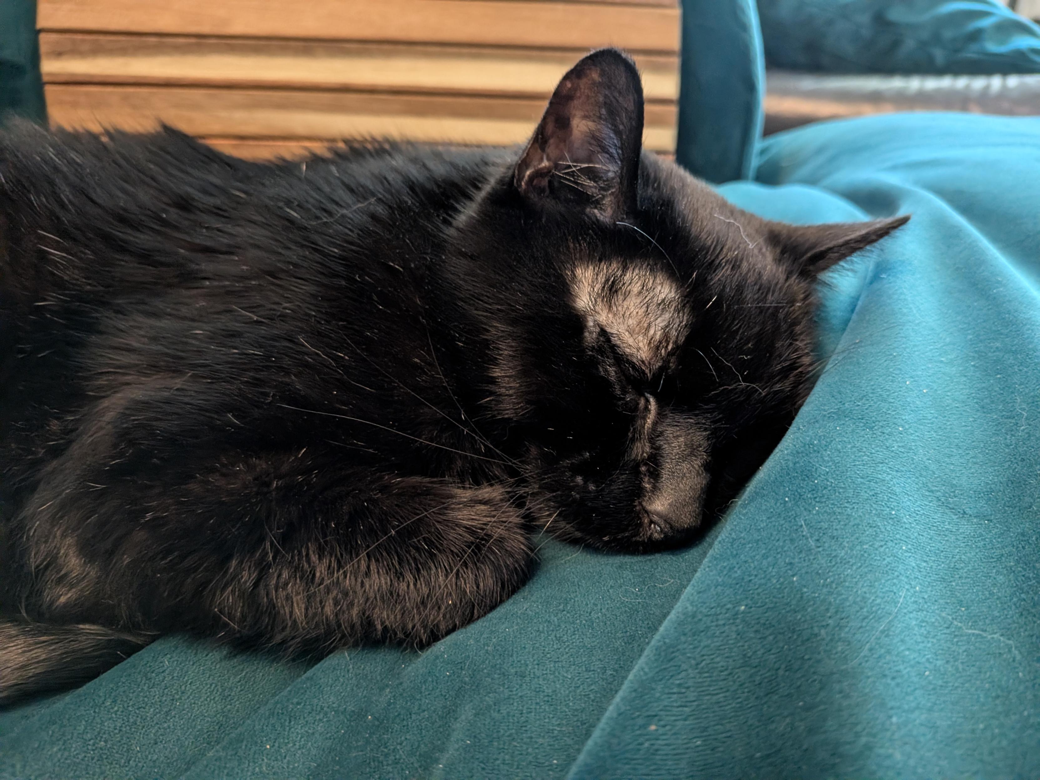 Evie the cat, sleeping on the couch a few days ago. She has black fur with white speckles, very thin hair around her temples, and her whiskers are half gray. She looks comfy.